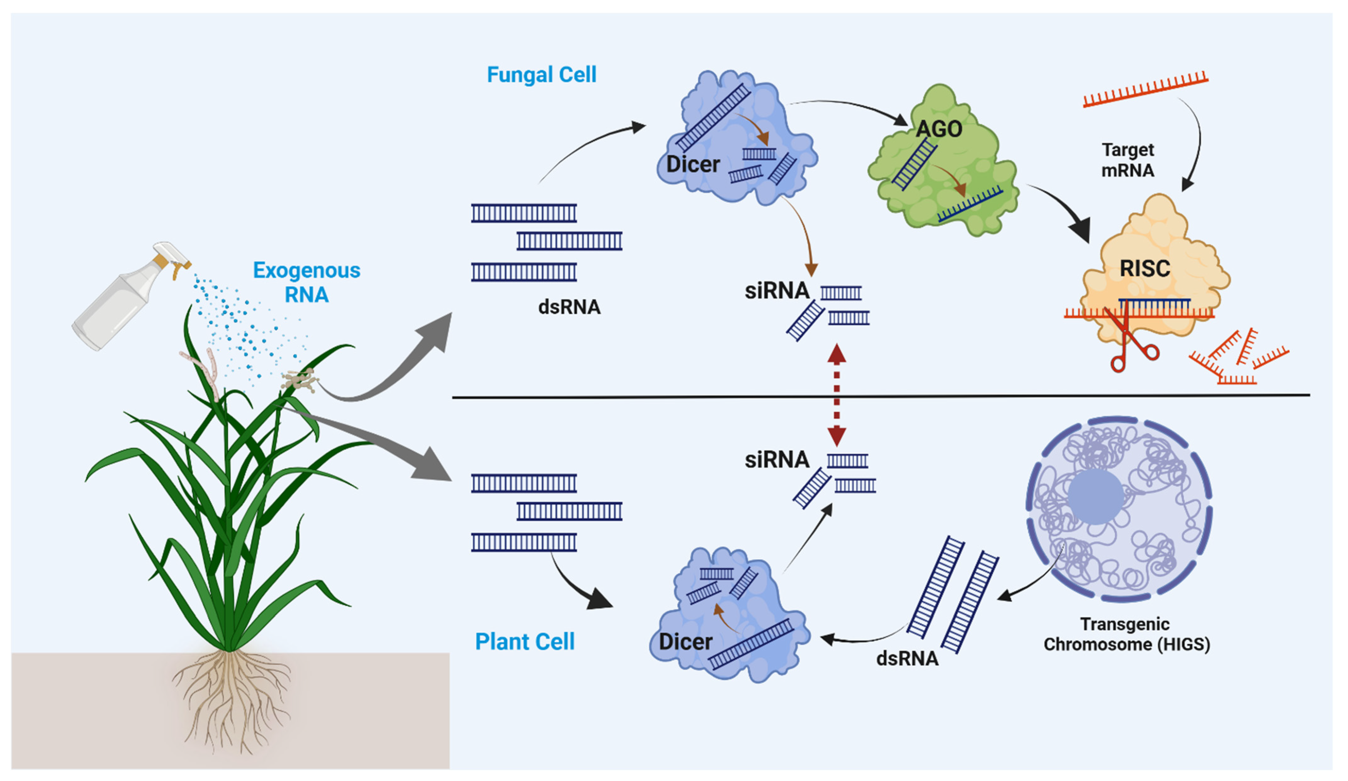 Plants 14 00977 g002