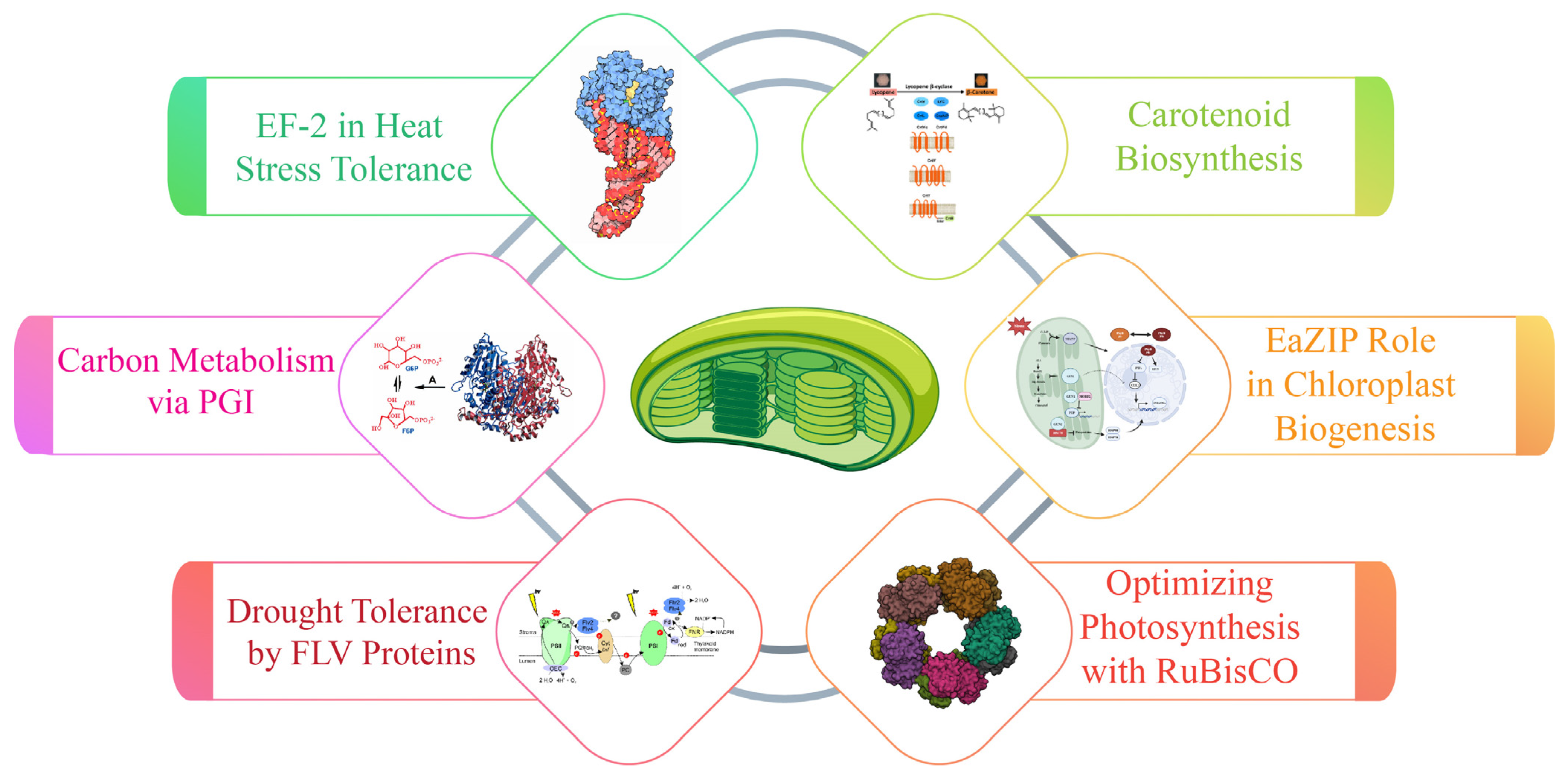 Plants 14 00978 g004