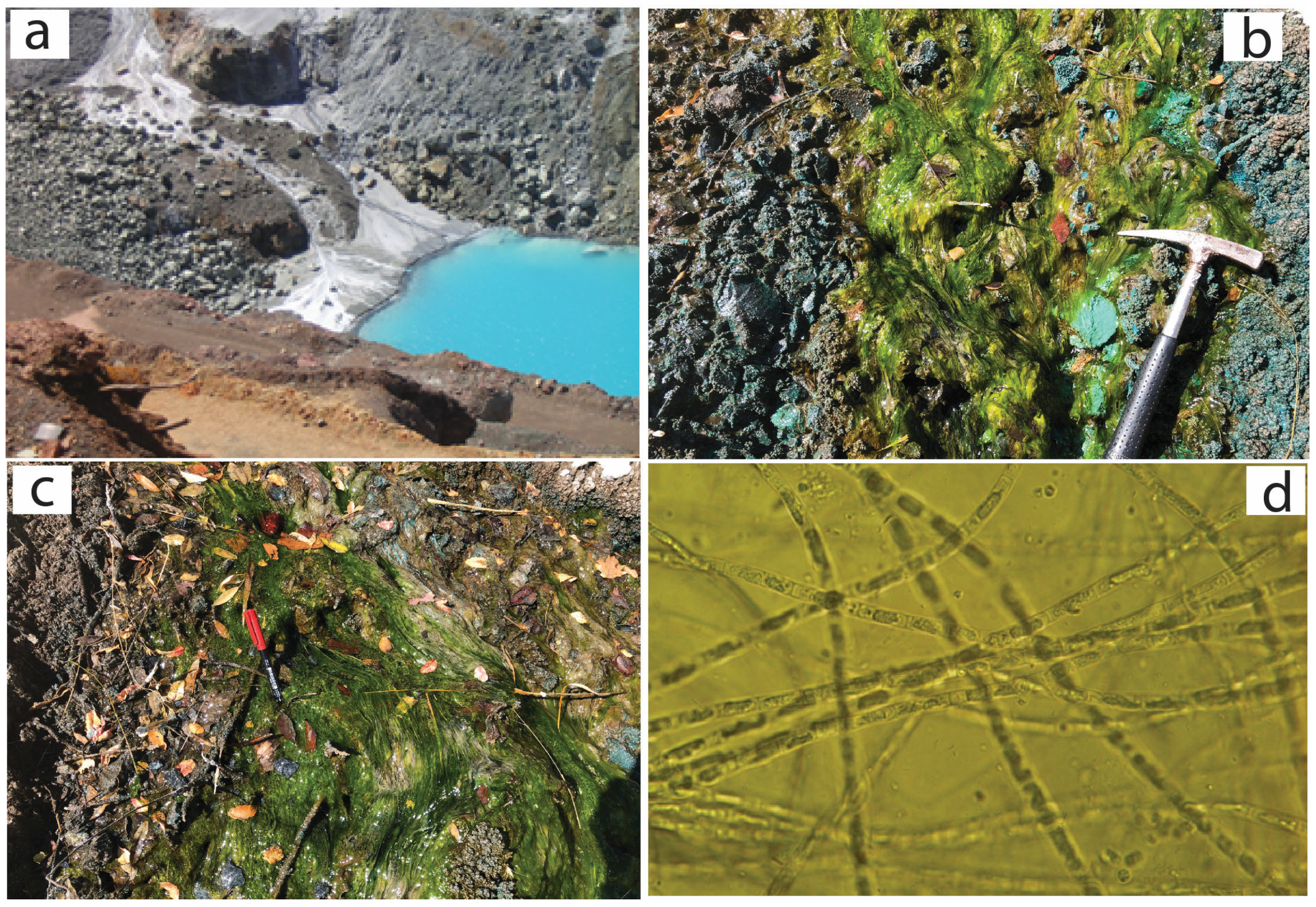 Plants 14 00993 g002