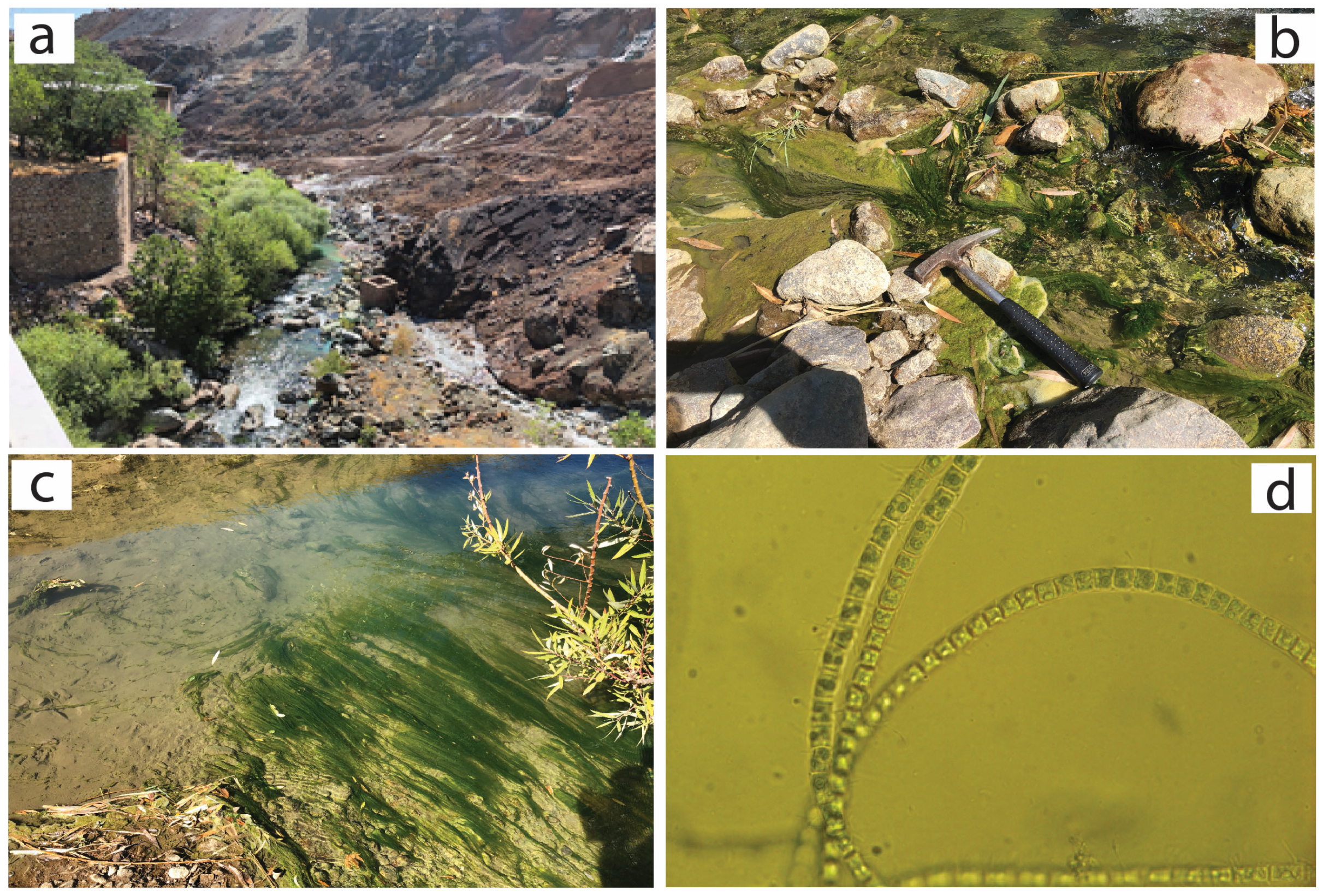 Plants 14 00993 g003