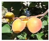 Plants 14 01000 i001