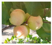 Plants 14 01000 i003