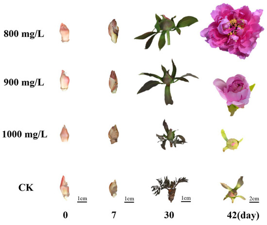 Transcriptomic Analysis of Gibberellin-Mediated Flower