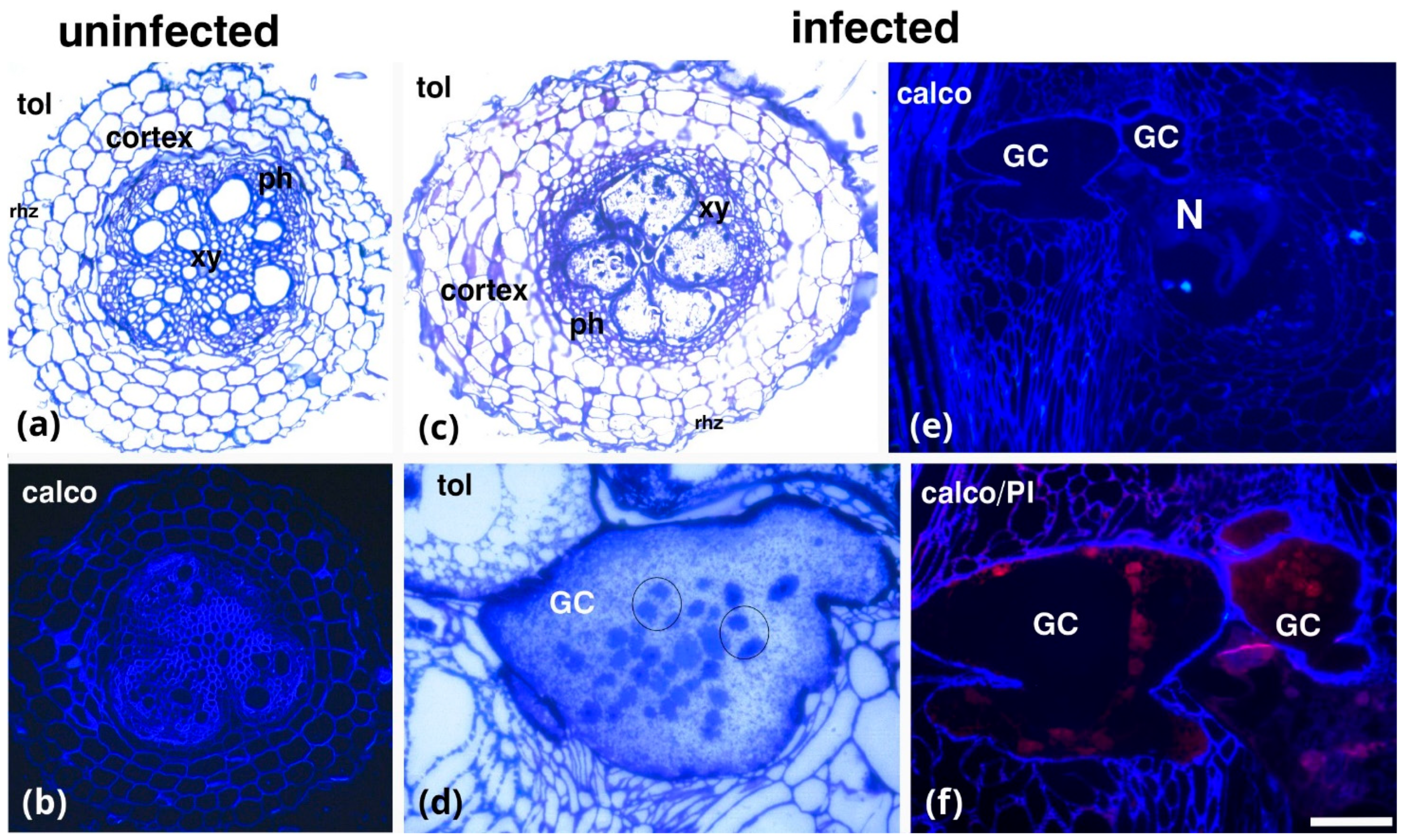 Plants 14 01015 g001