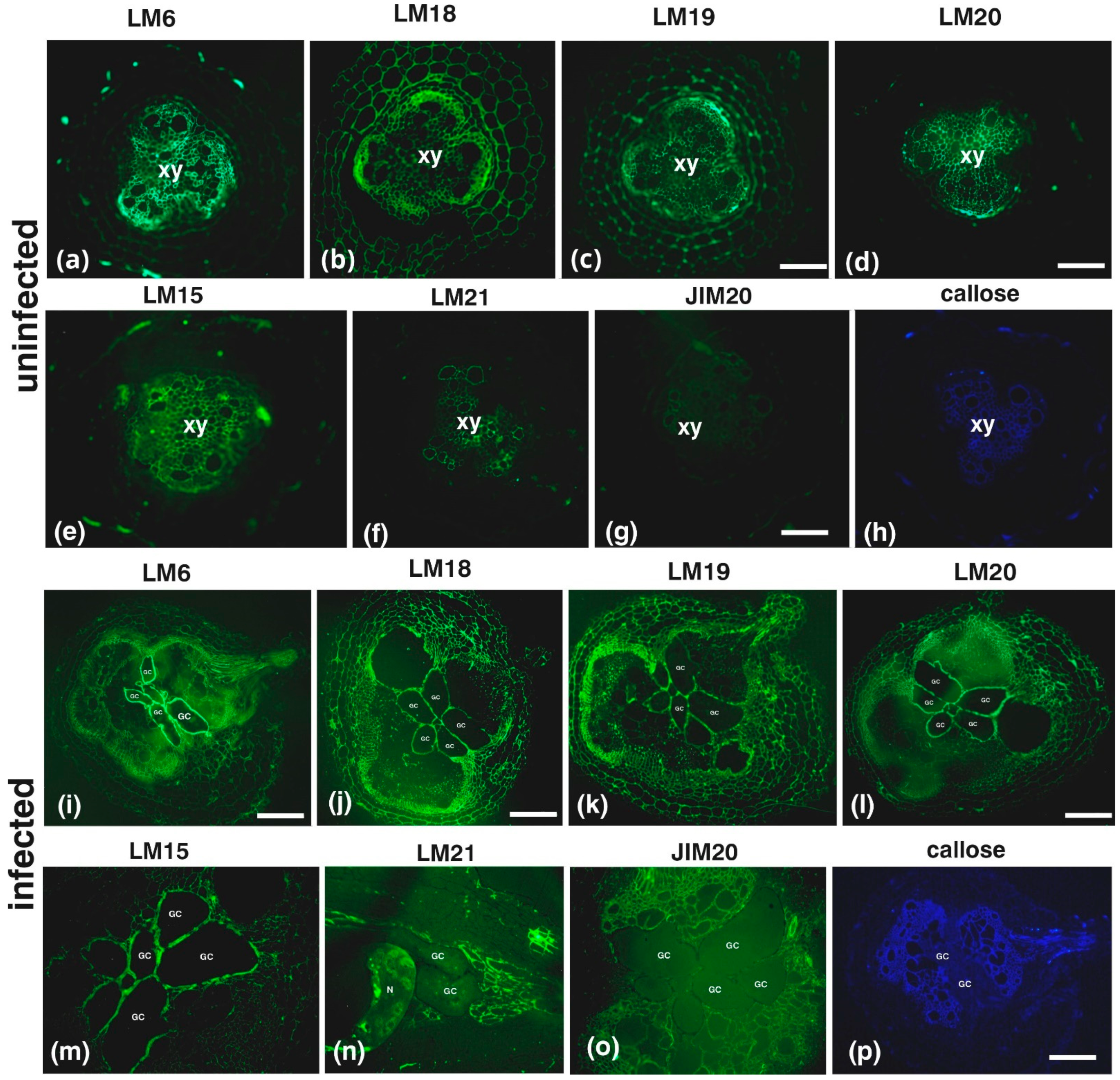 Plants 14 01015 g002