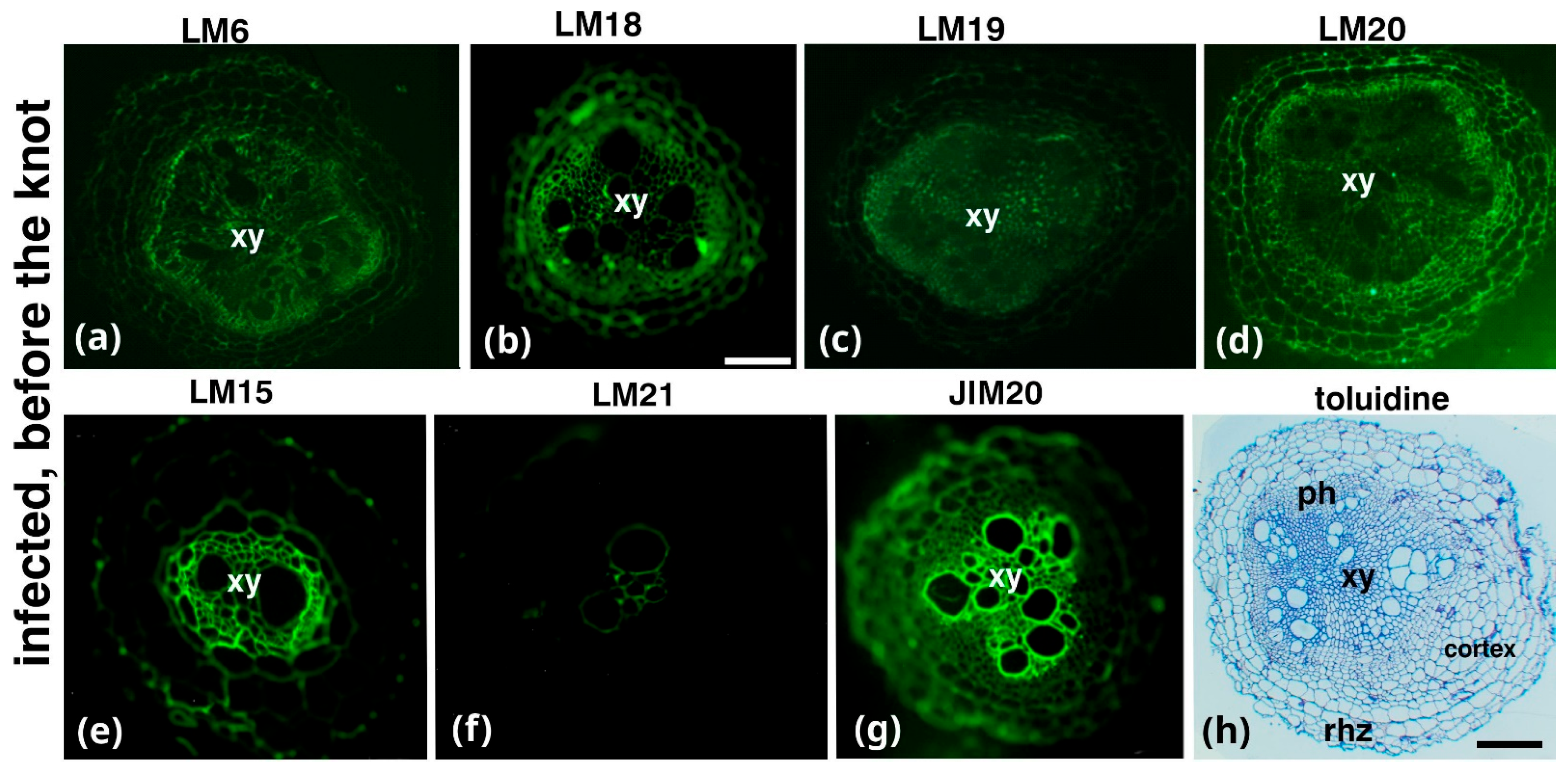 Plants 14 01015 g003