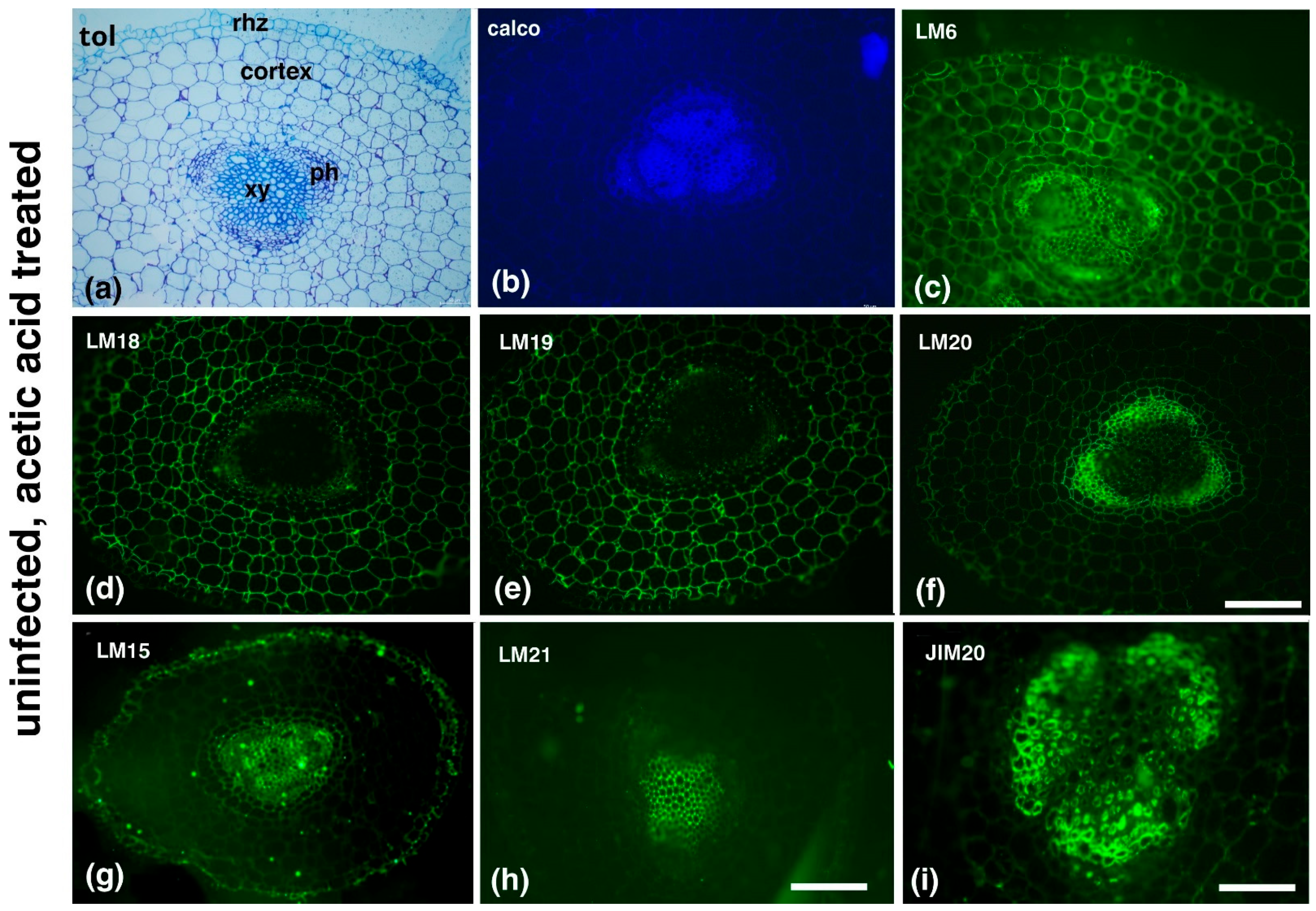 Plants 14 01015 g004