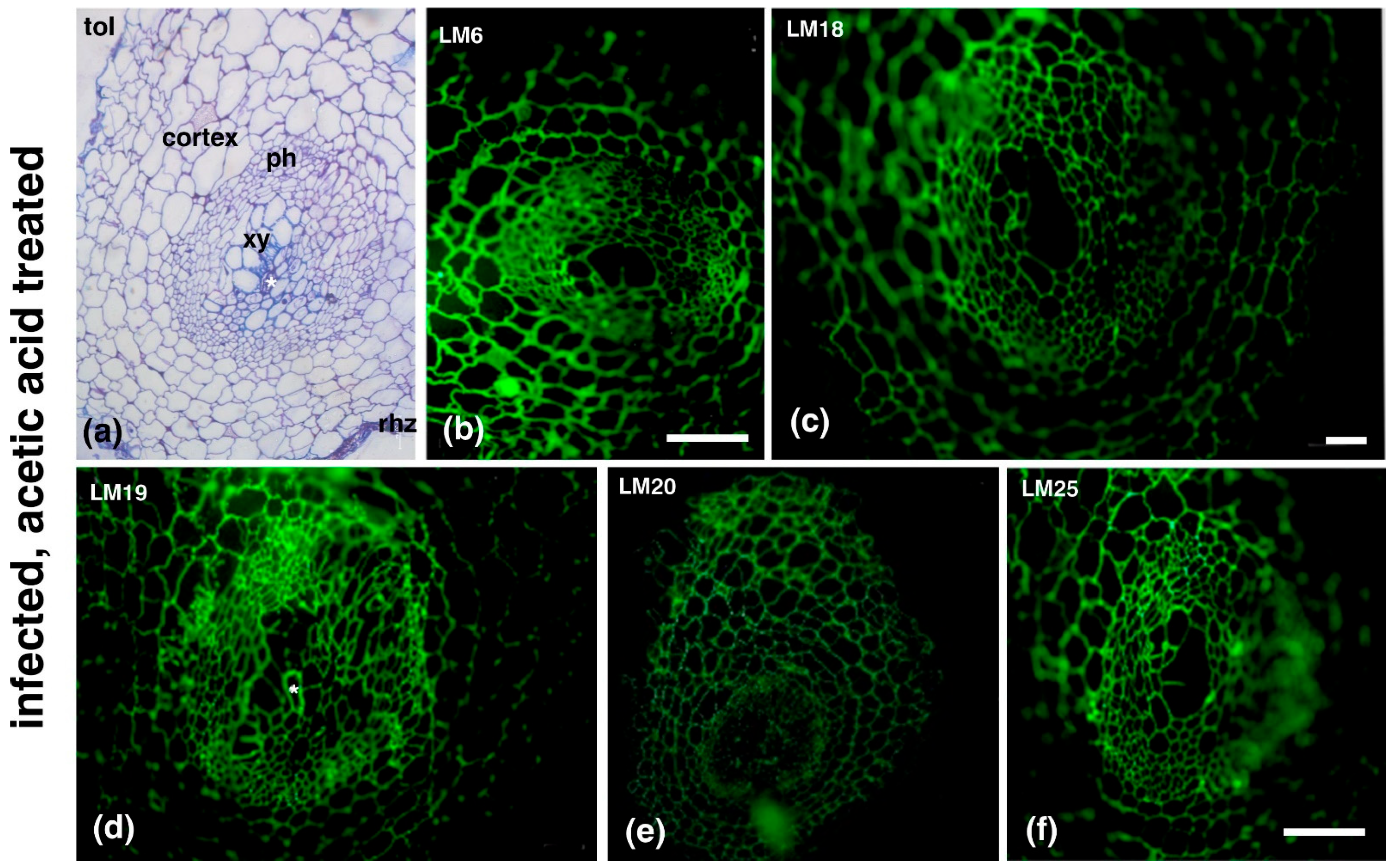 Plants 14 01015 g005