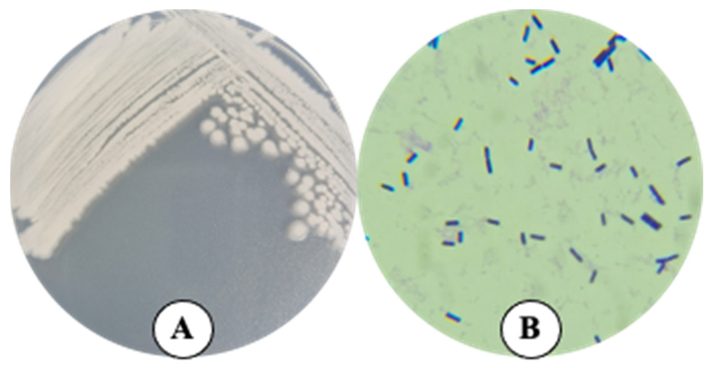 Plants 14 01019 g001