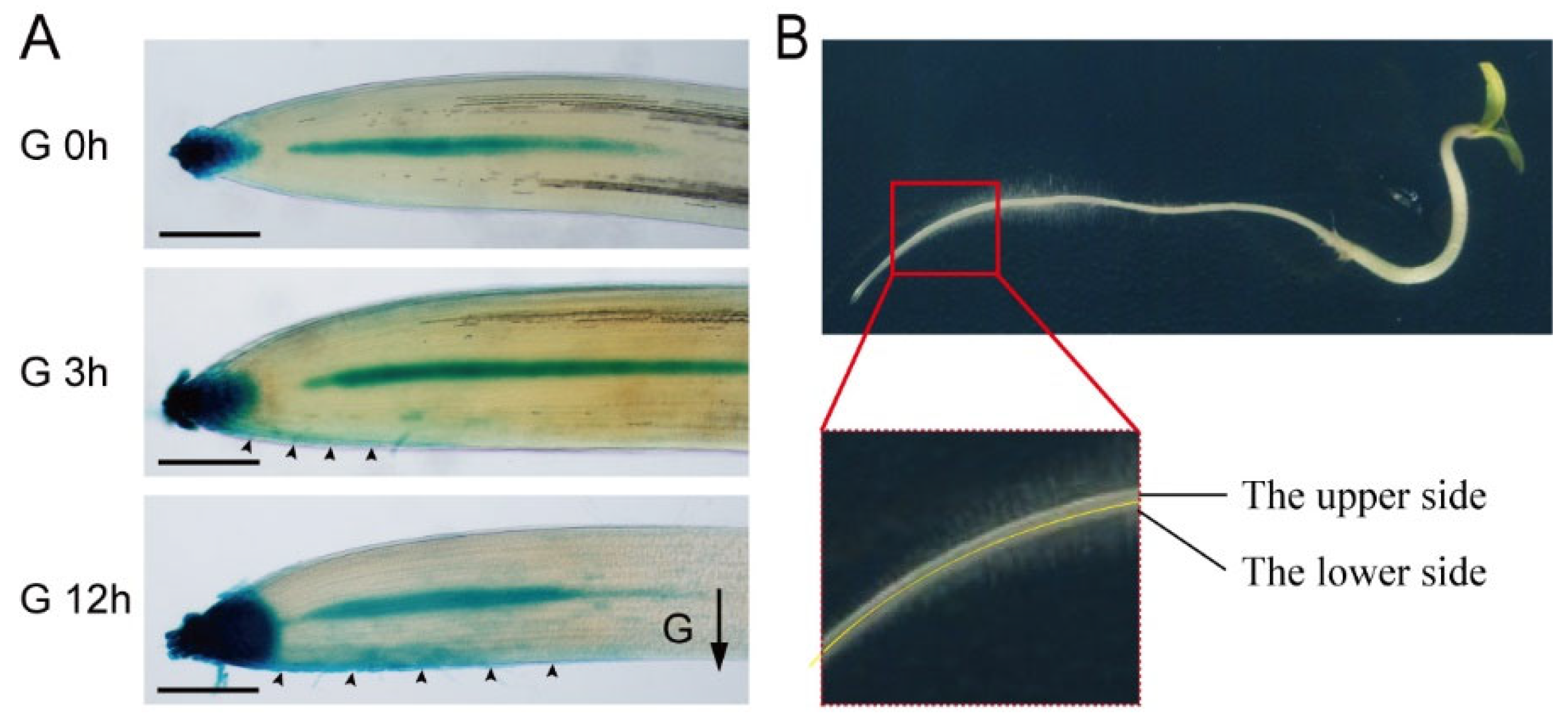 Plants 14 01020 g003