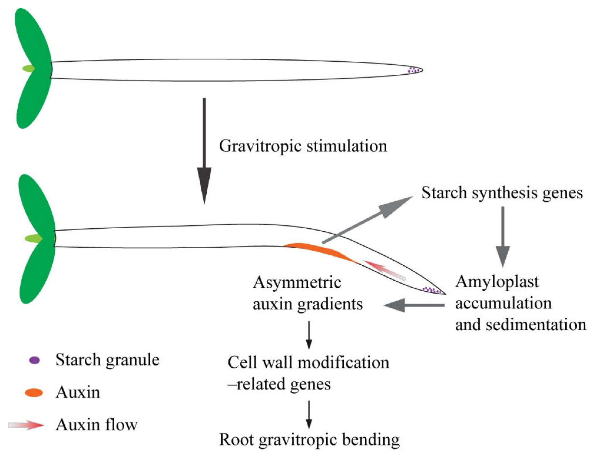 Plants 14 01020 g009