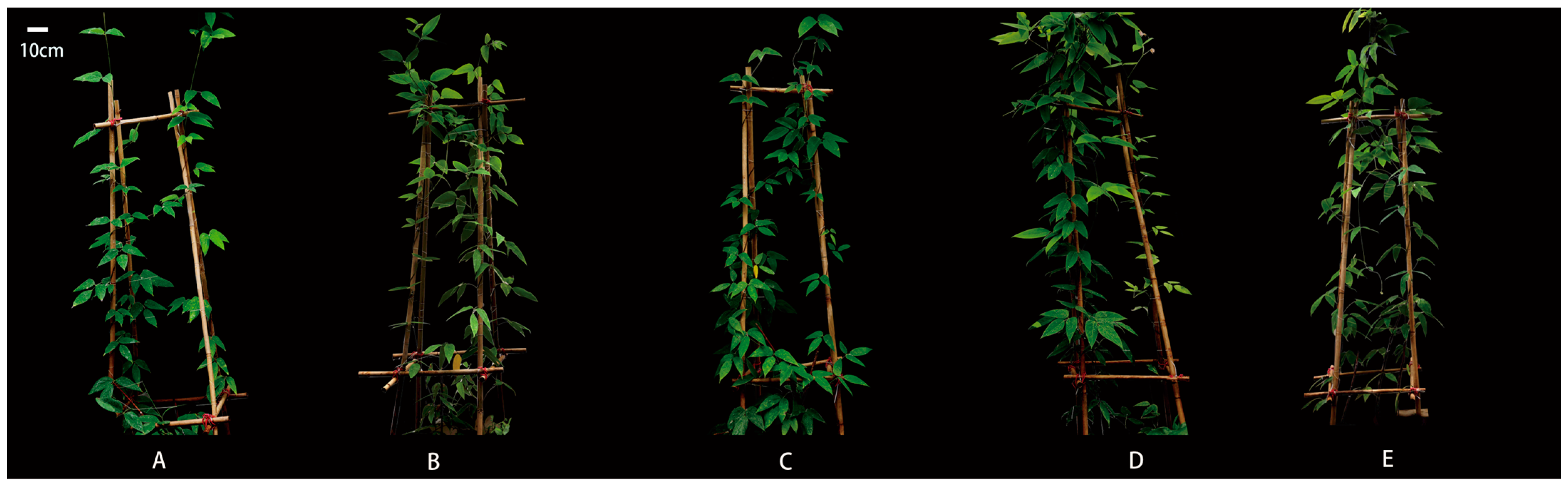 Plants 14 01023 g001