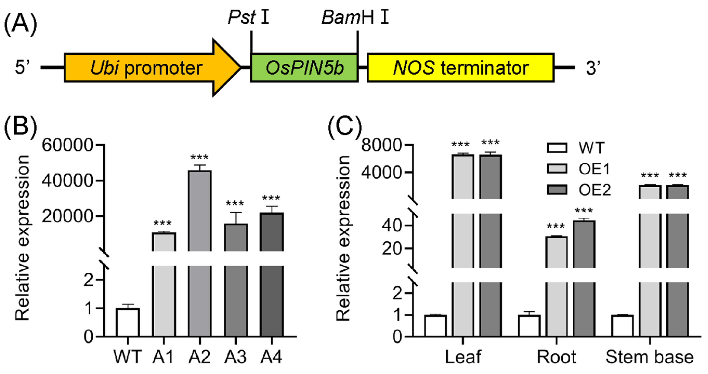 Plants 14 01026 g001