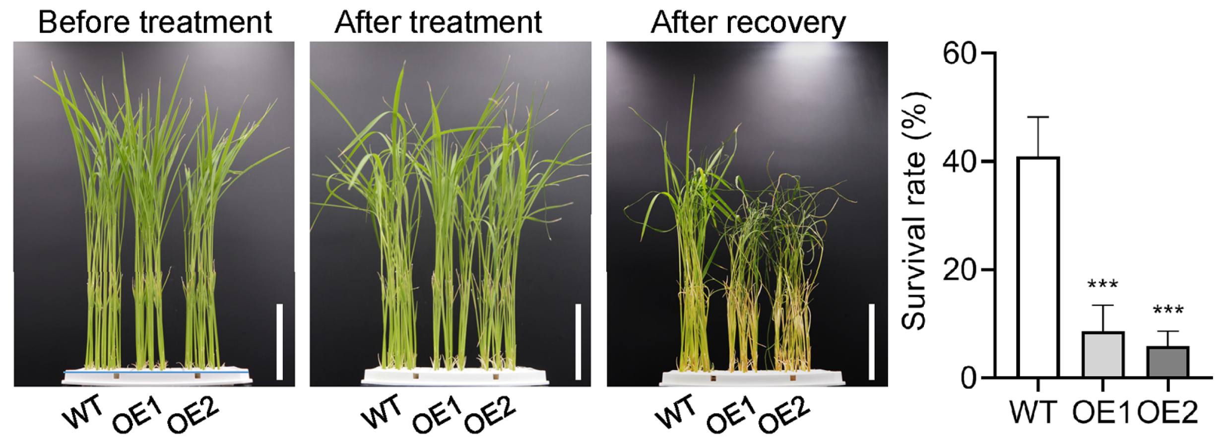 Plants 14 01026 g004