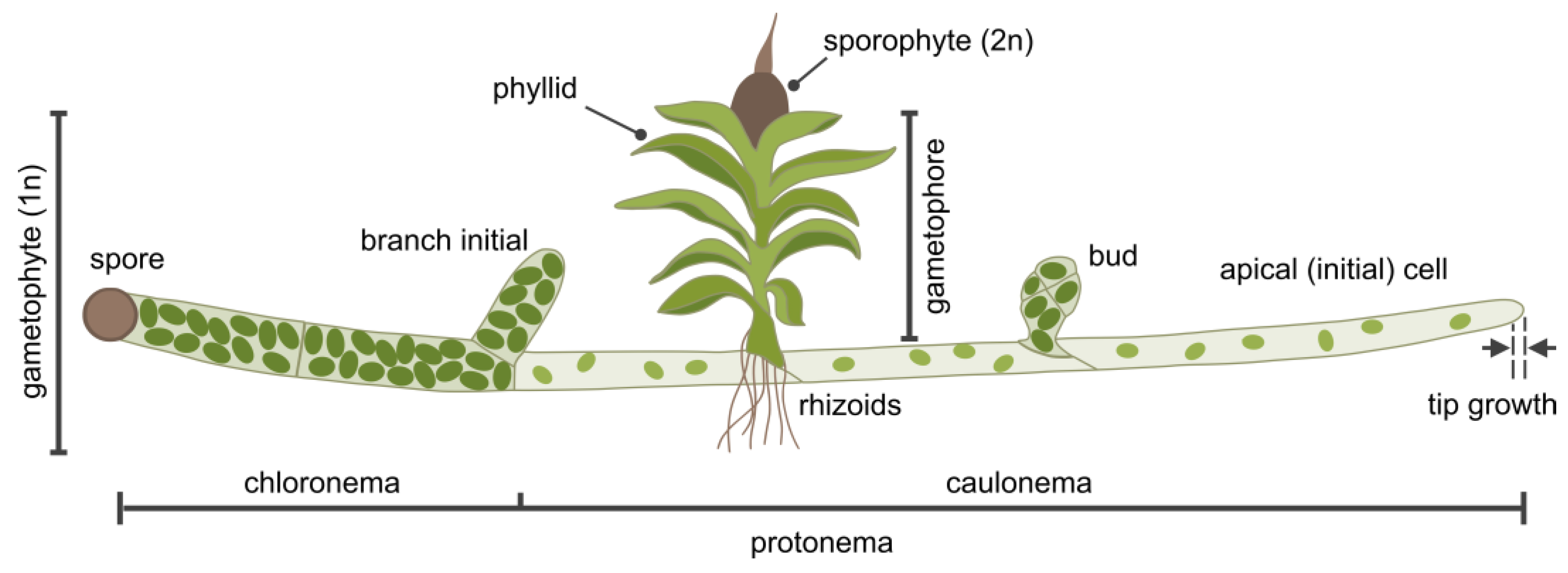 Plants 14 01027 g002