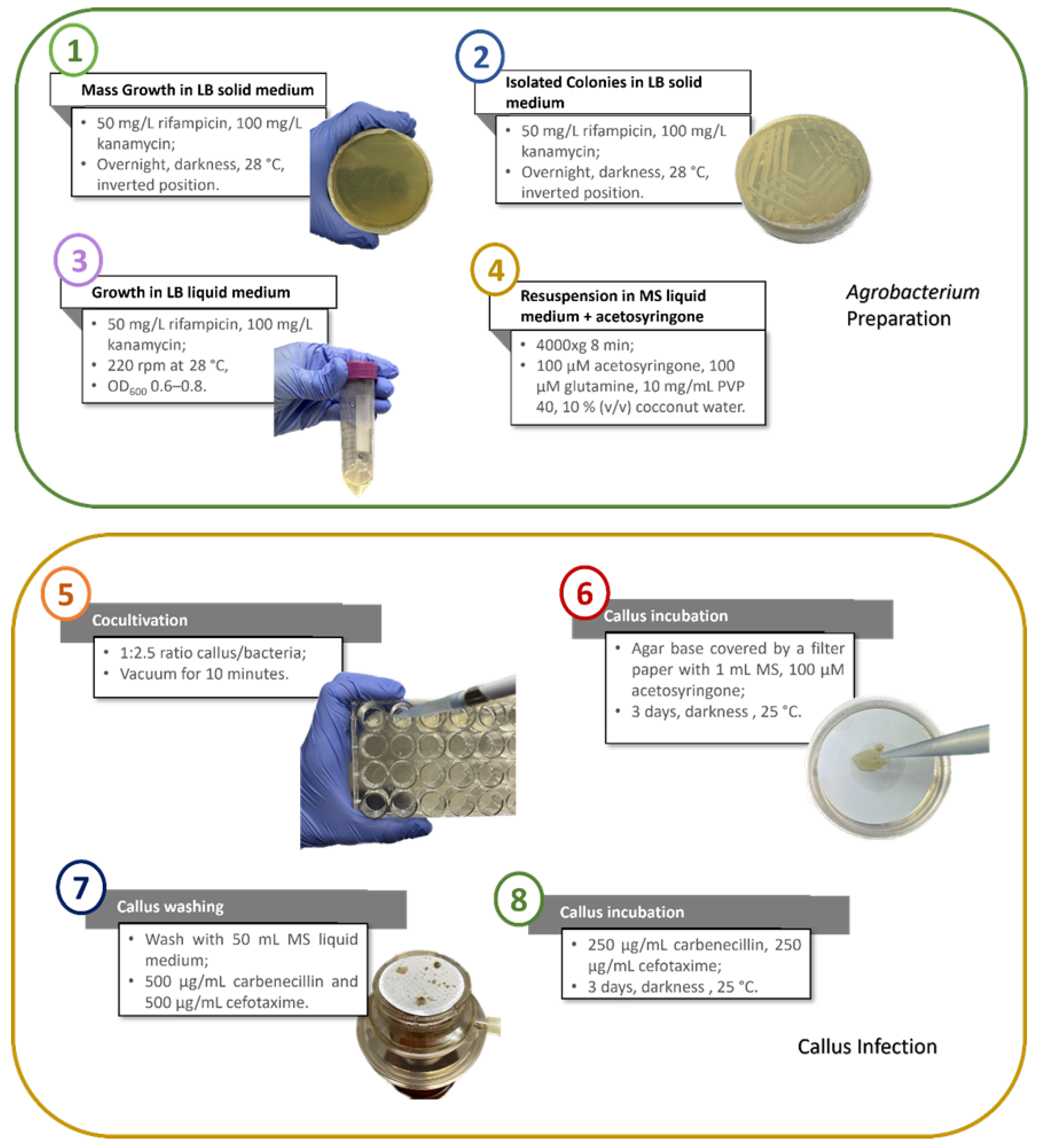 Plants 14 01028 g001