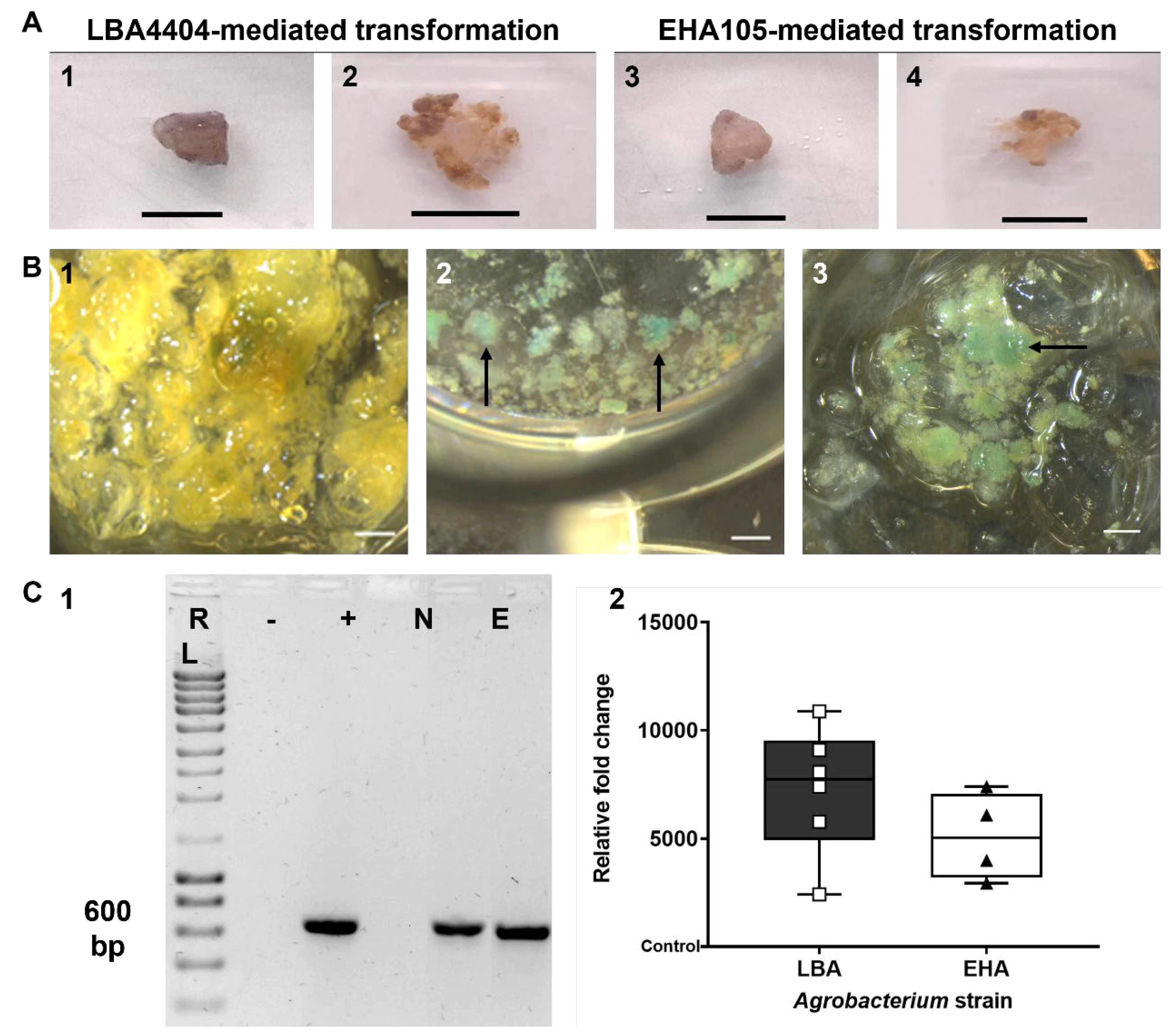 Plants 14 01028 g002