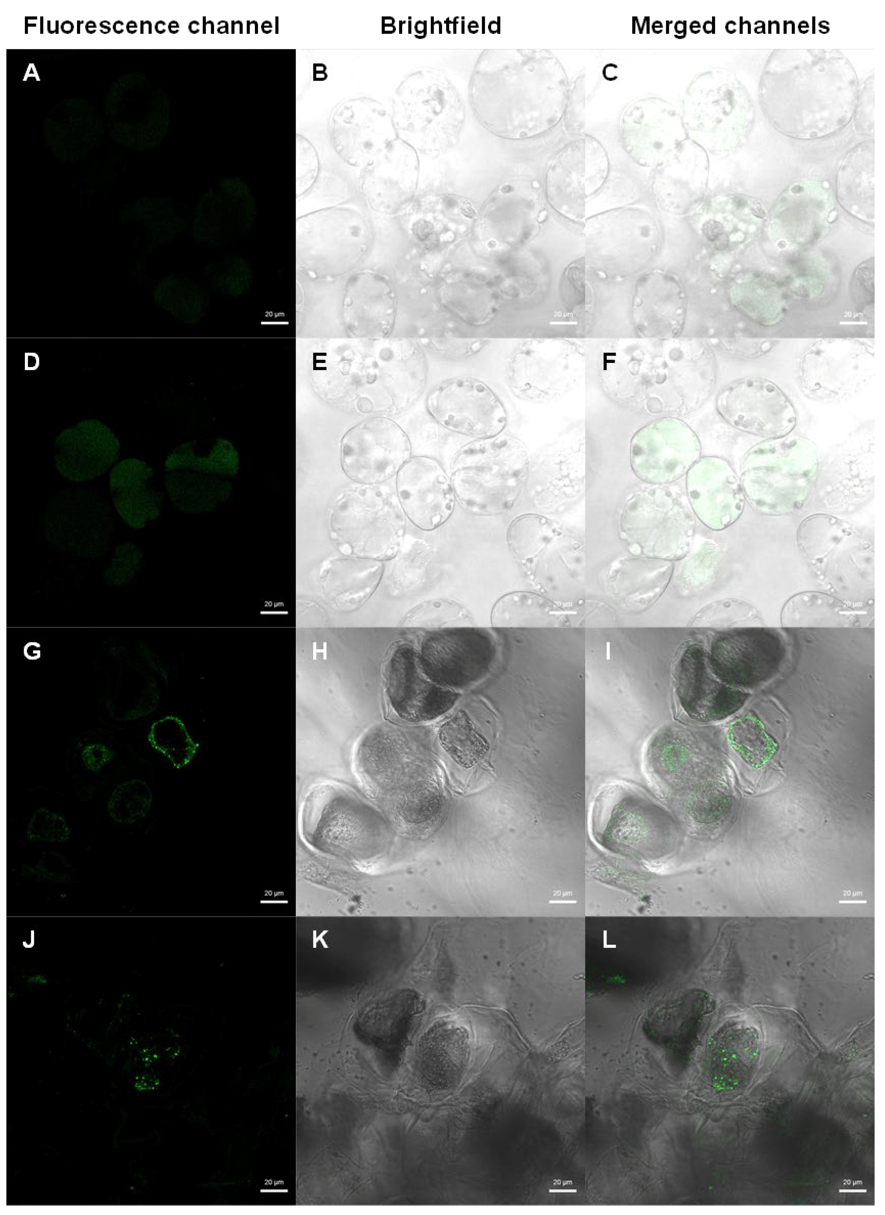 Plants 14 01028 g003