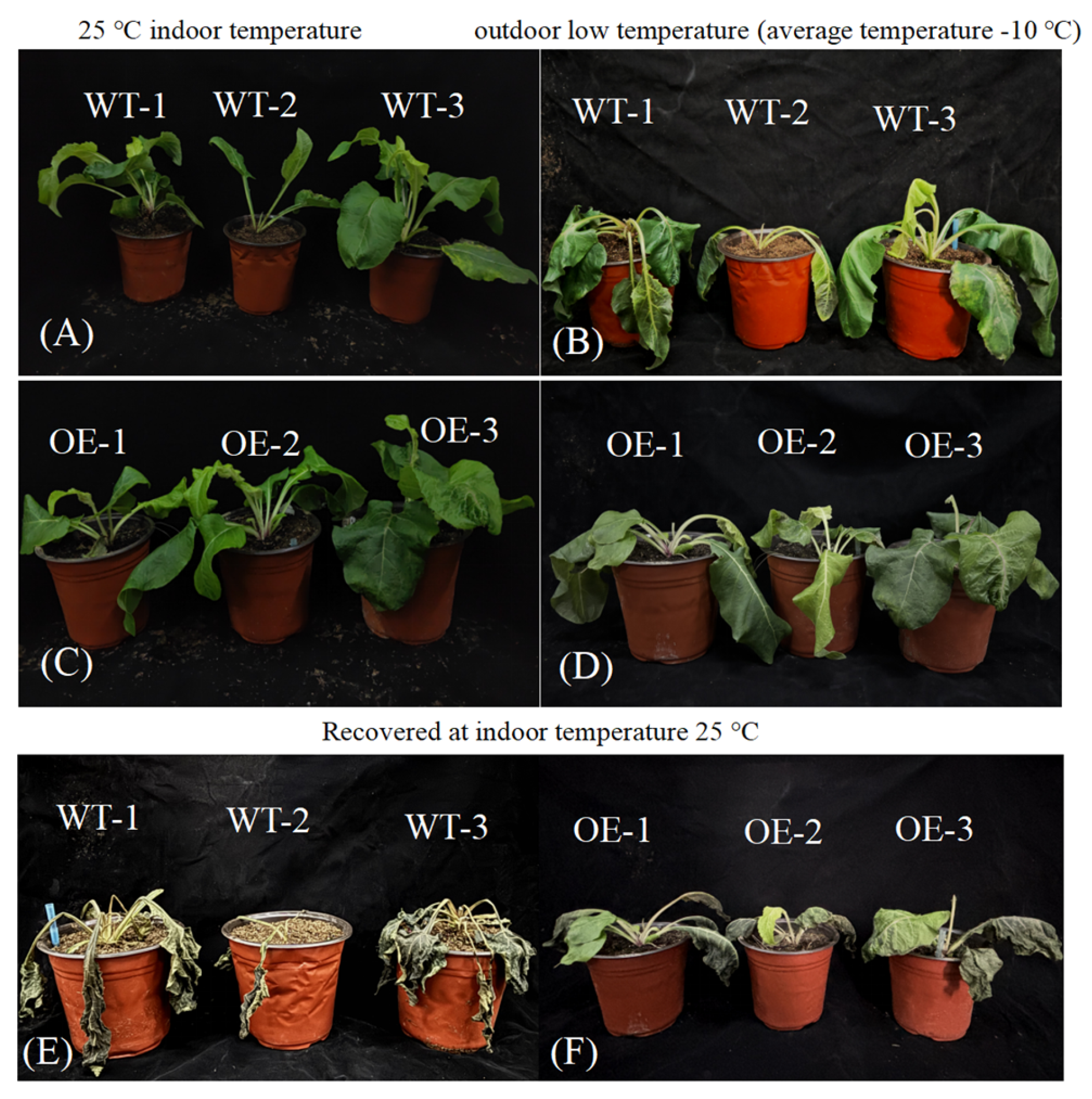 Plants 14 01030 g005