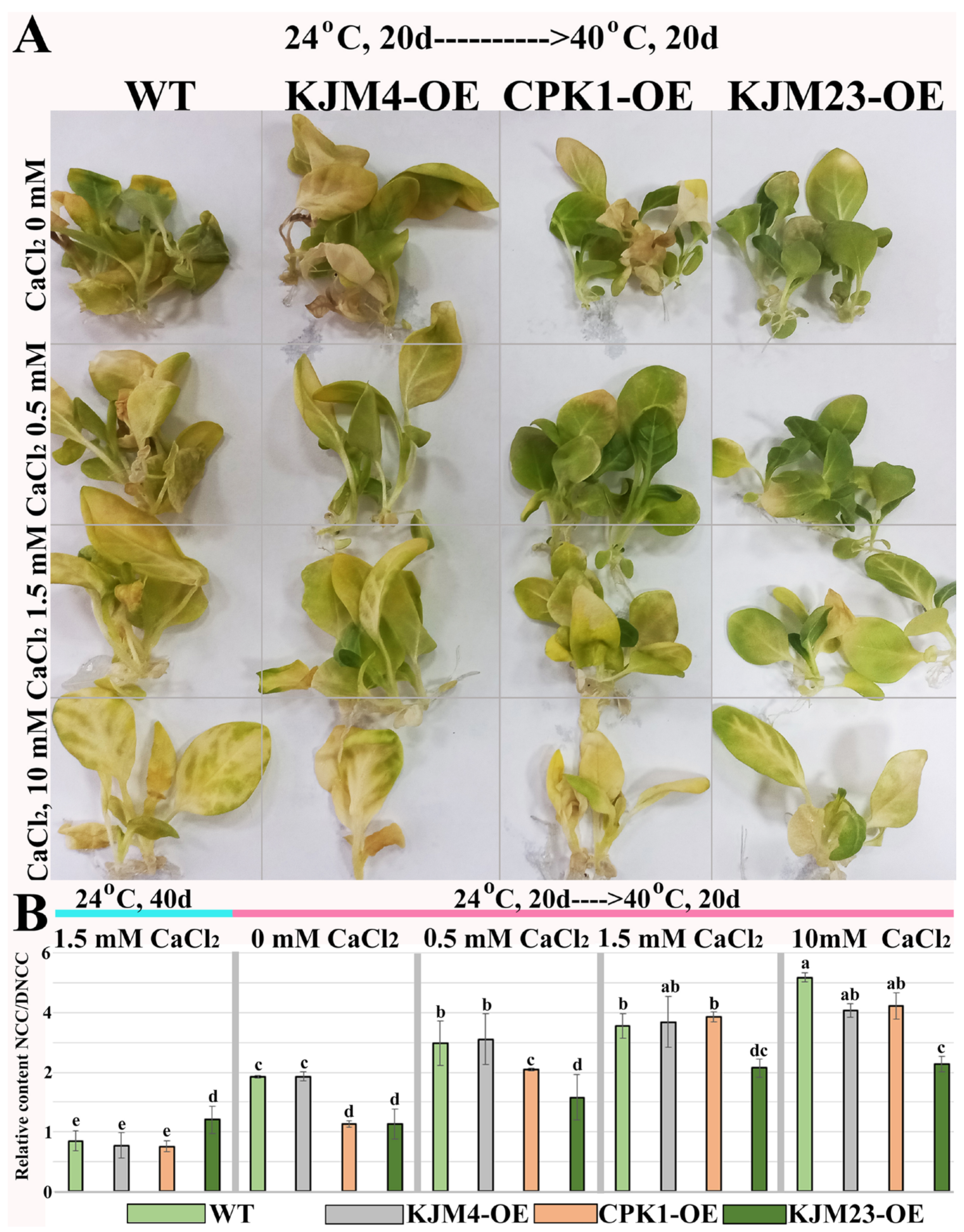 Plants 14 01032 g003