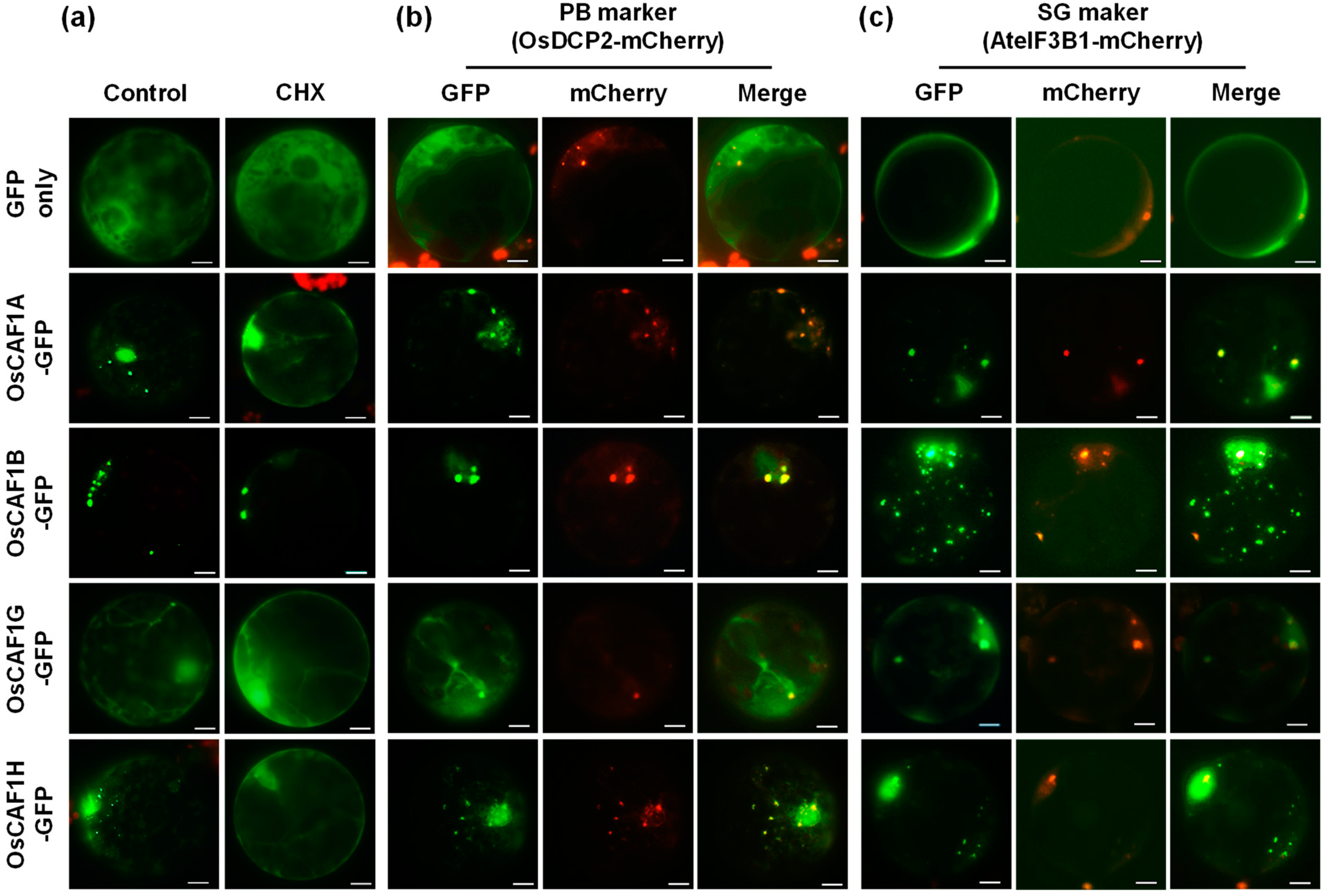 Plants 14 01036 g002