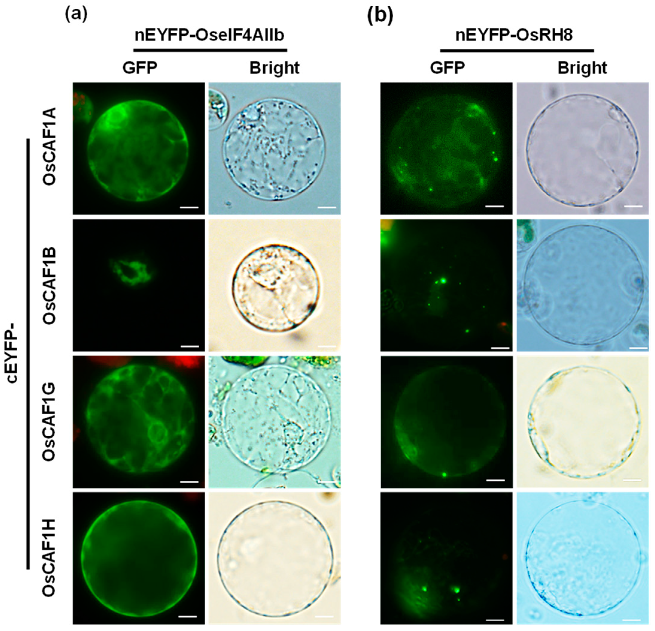 Plants 14 01036 g003