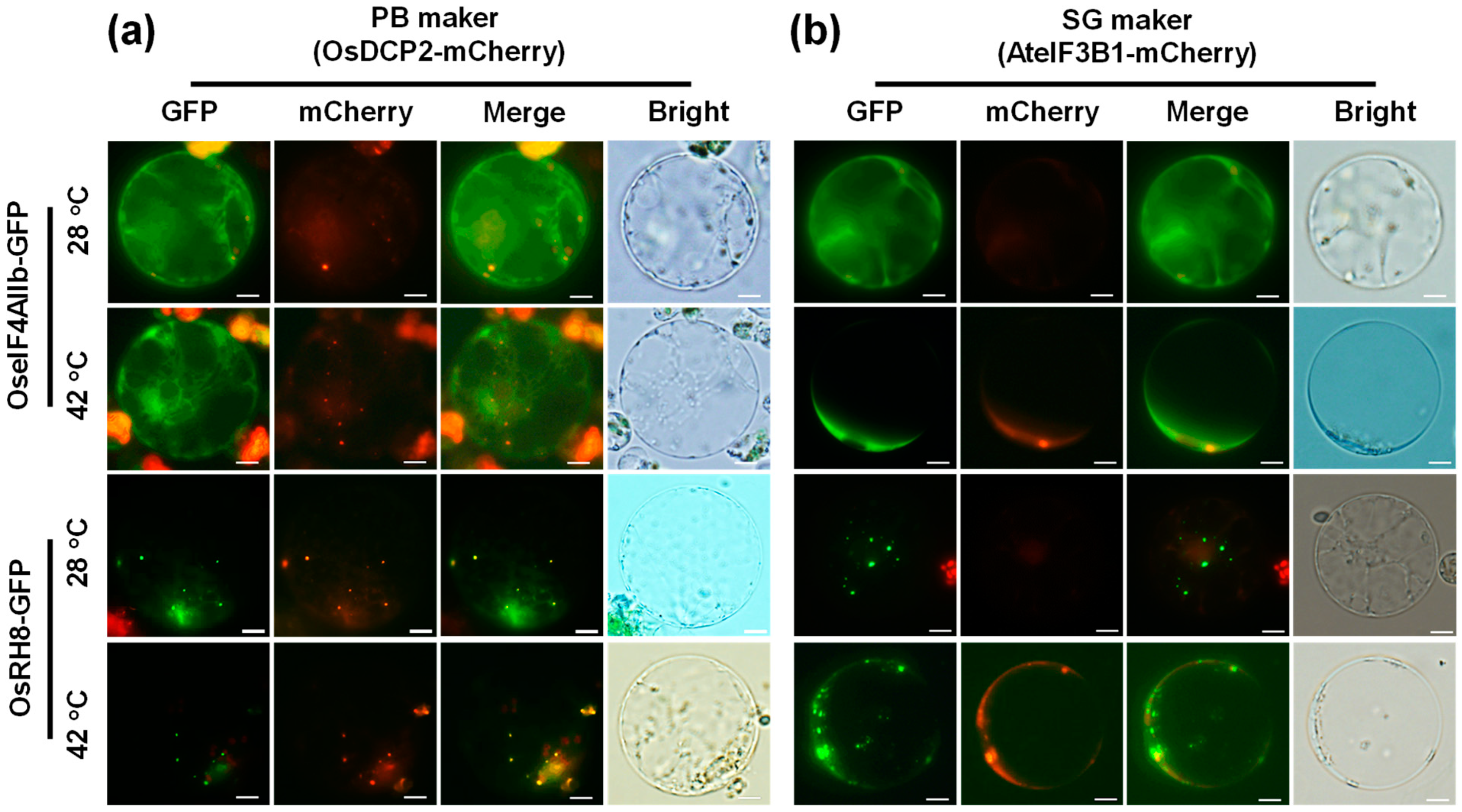 Plants 14 01036 g004
