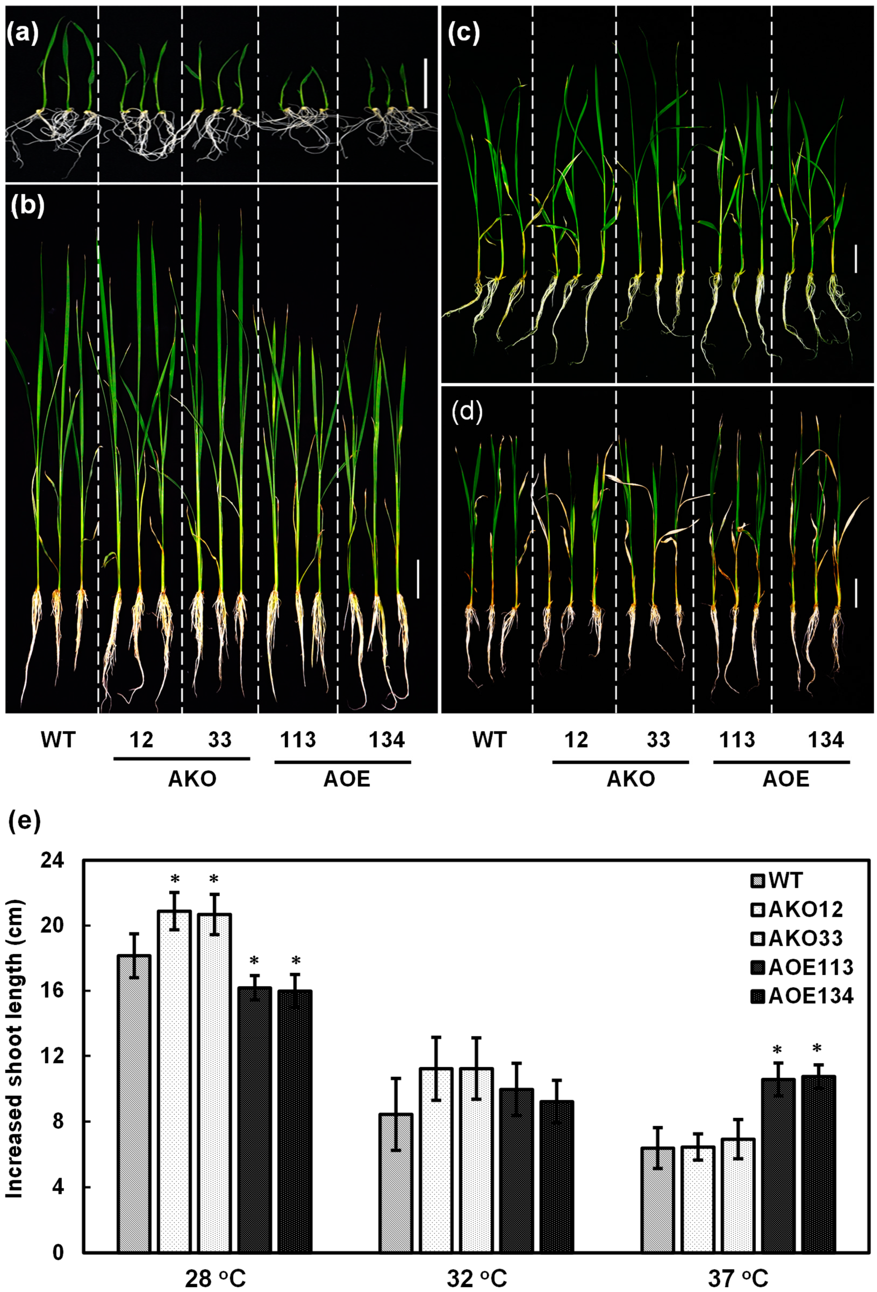 Plants 14 01036 g008