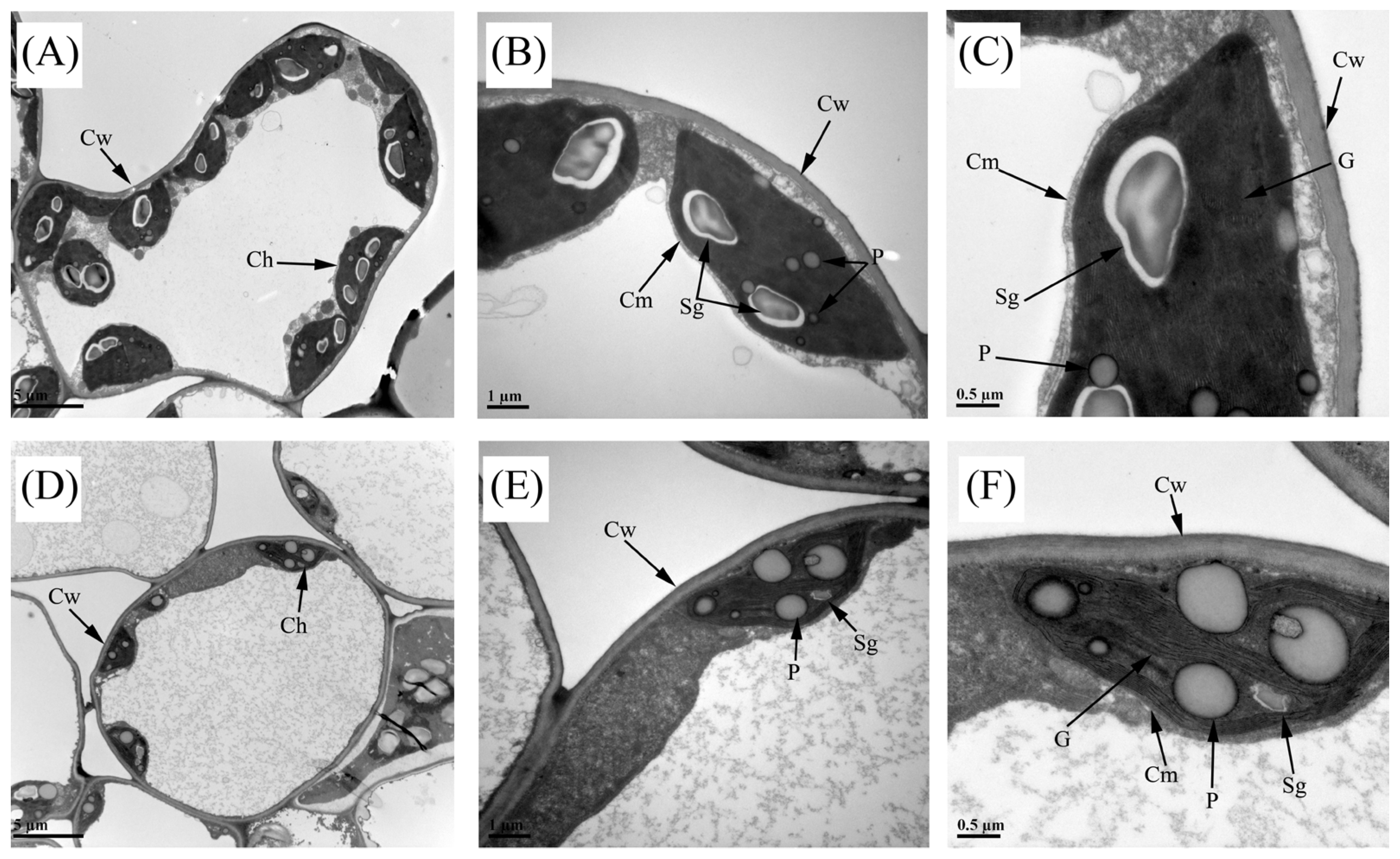 Plants 14 01037 g003