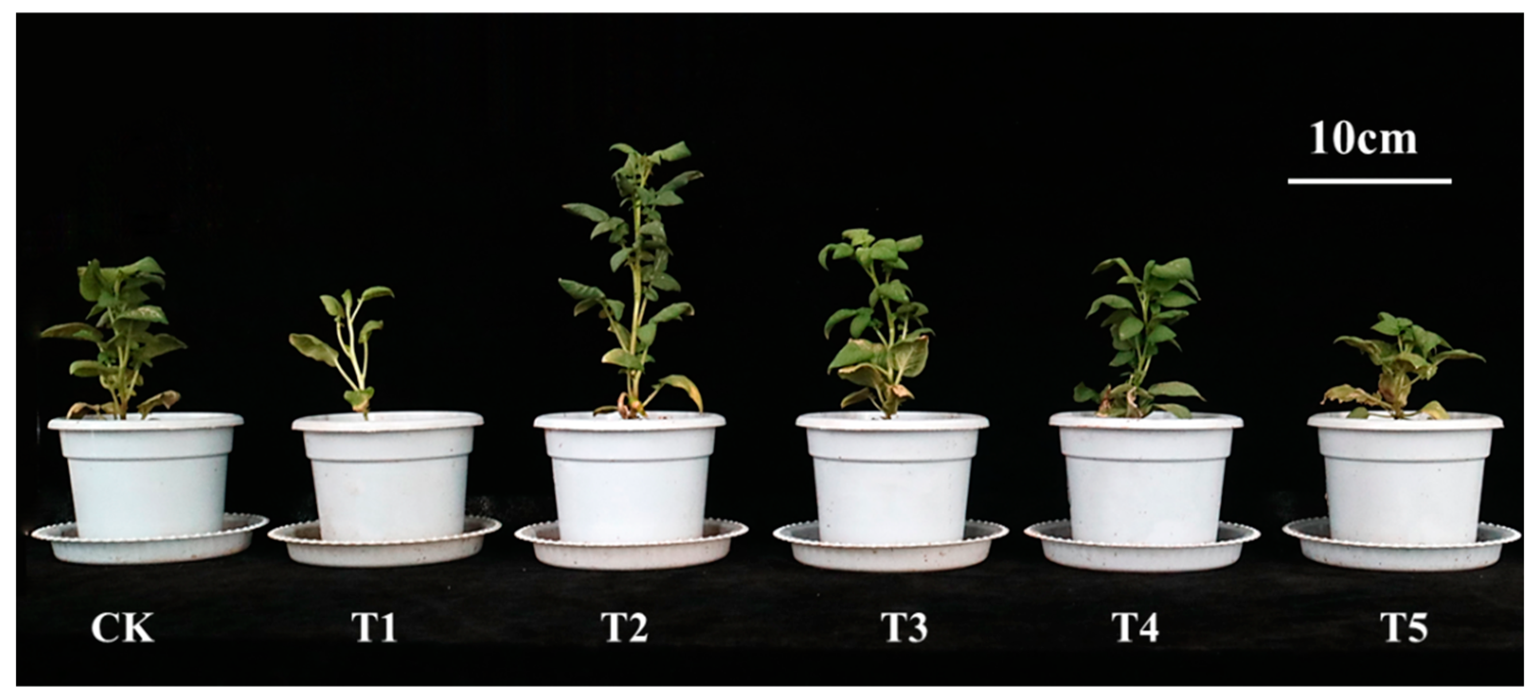 Plants 14 01039 g001