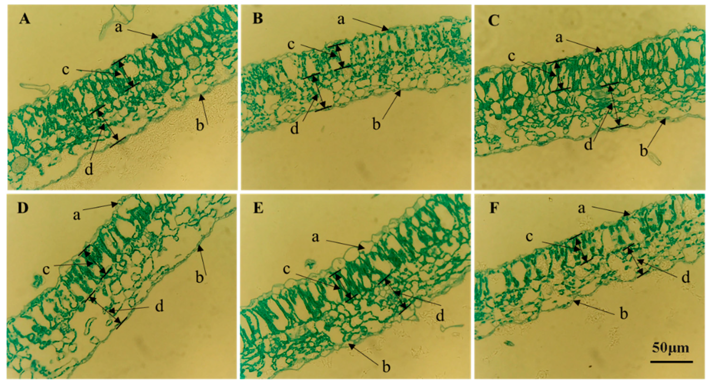 Plants 14 01039 g003