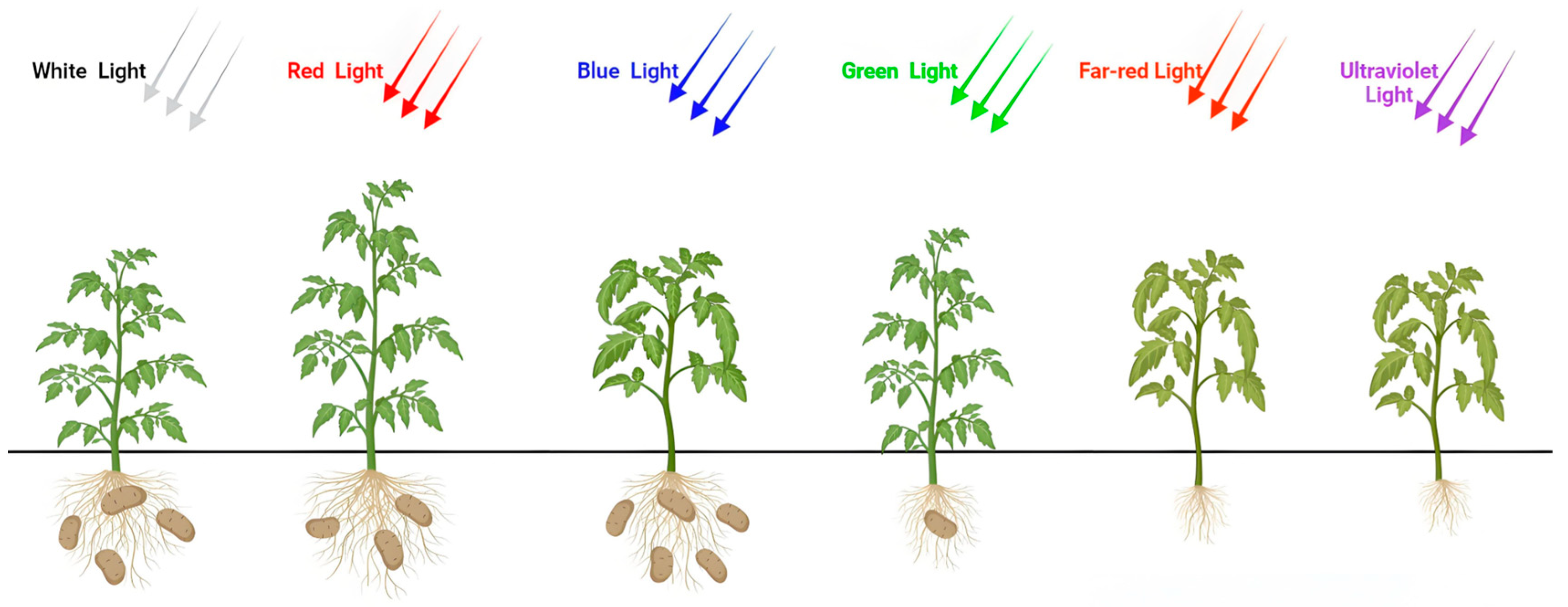 Plants 14 01039 g005