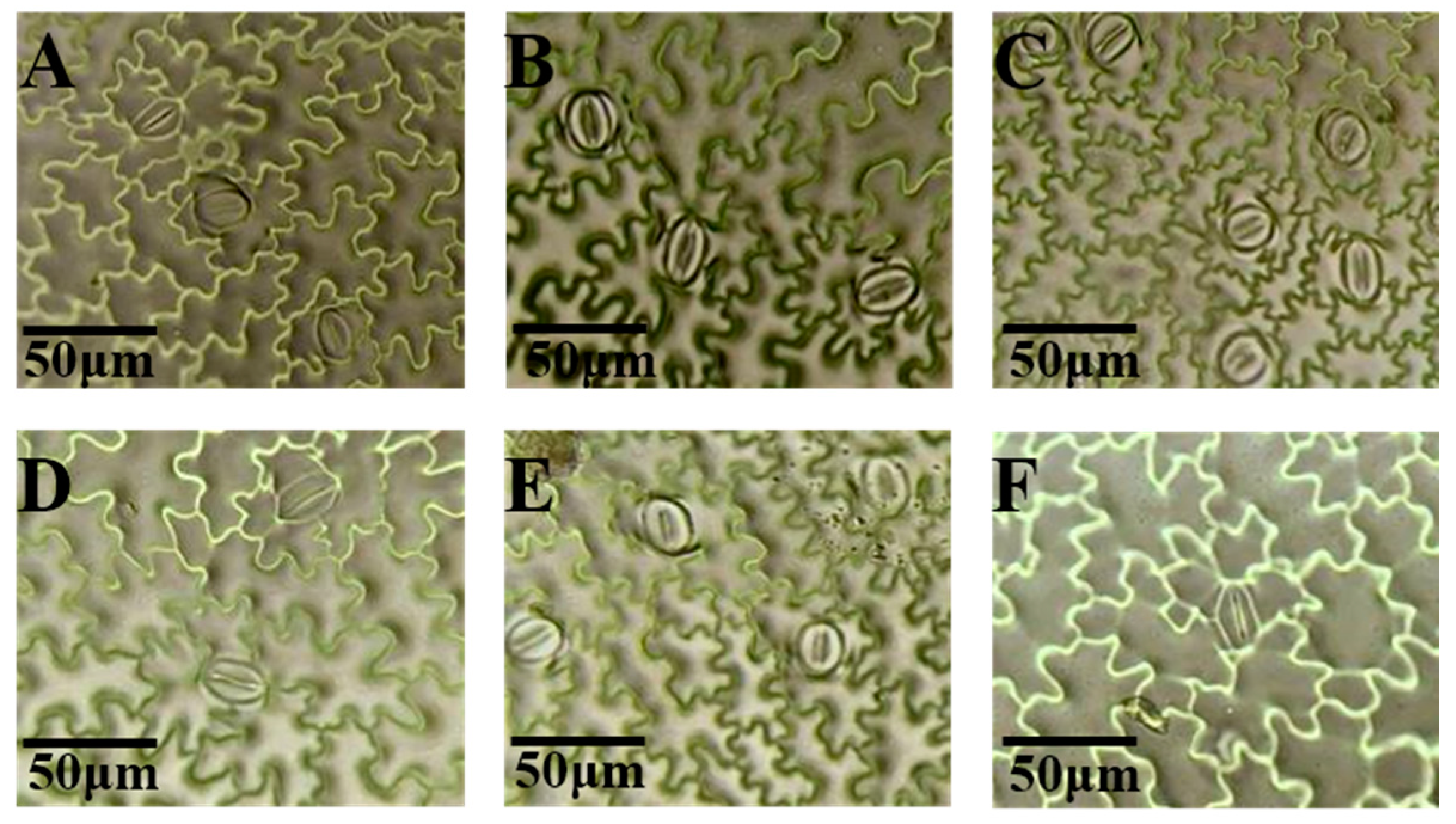 Plants 14 01039 g007