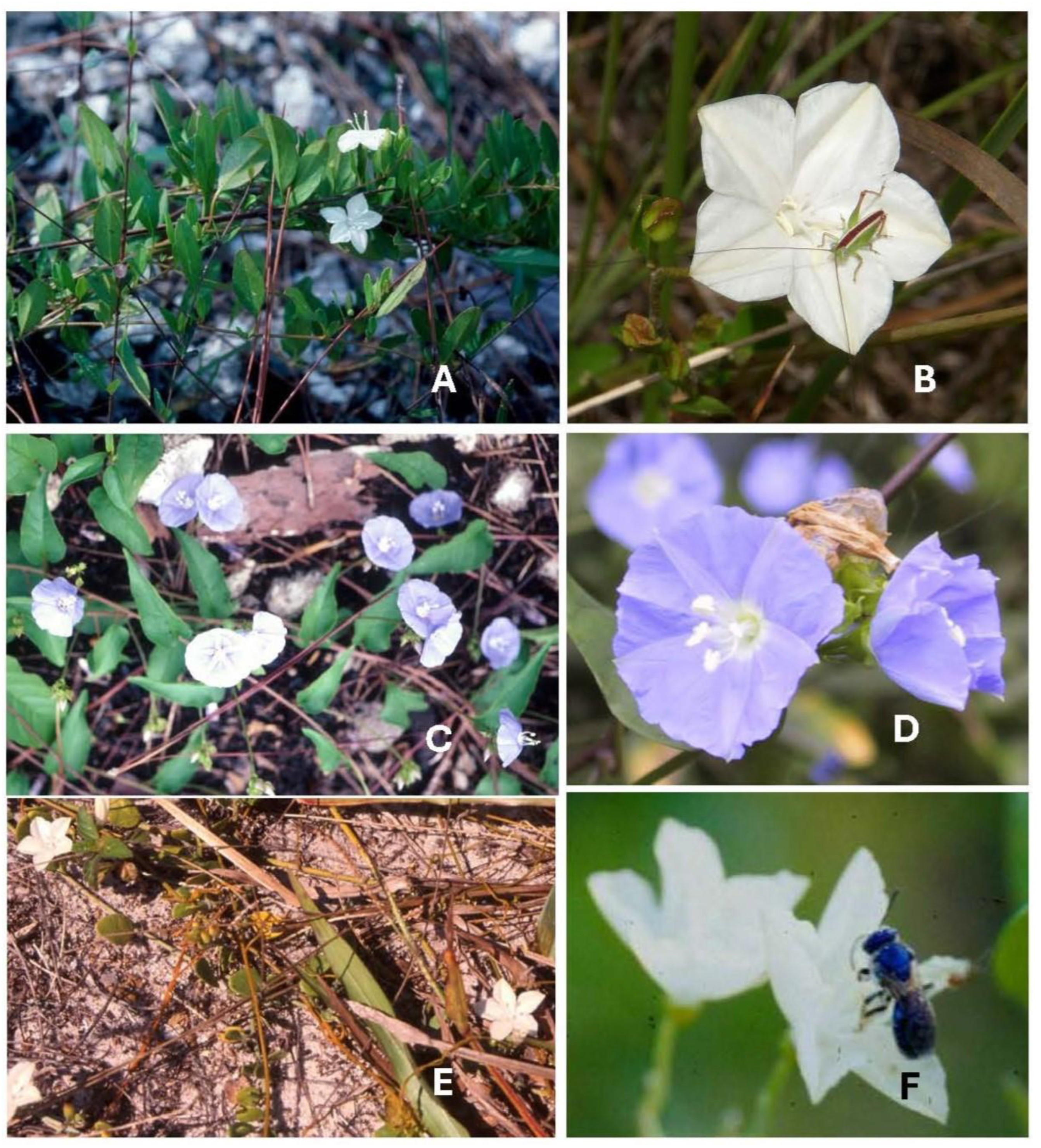 Plants 14 01041 g004 Plants 14 01041 g004