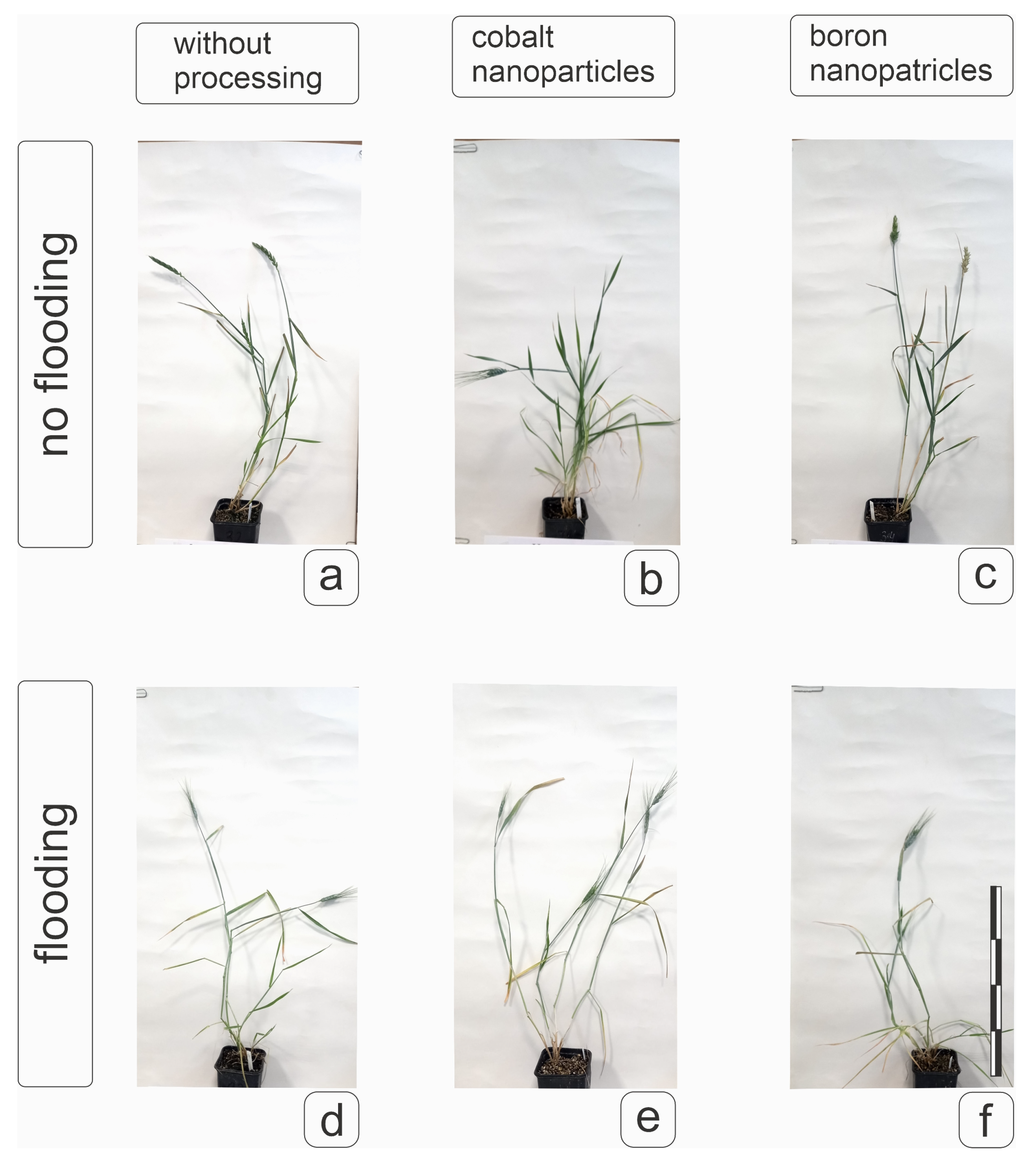 Plants 14 01044 g009