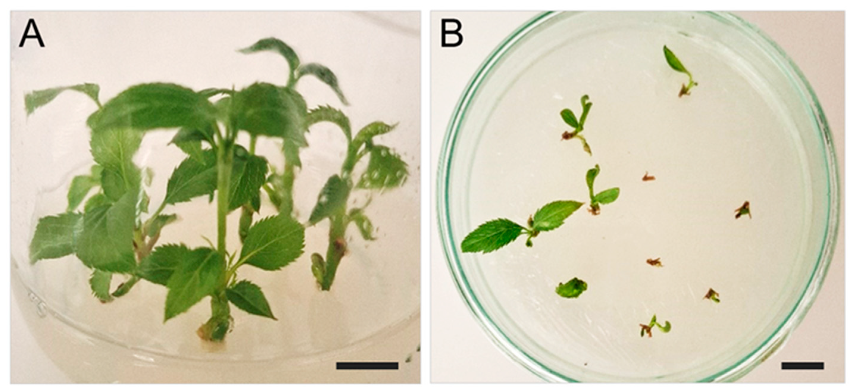 Plants 14 01045 g001