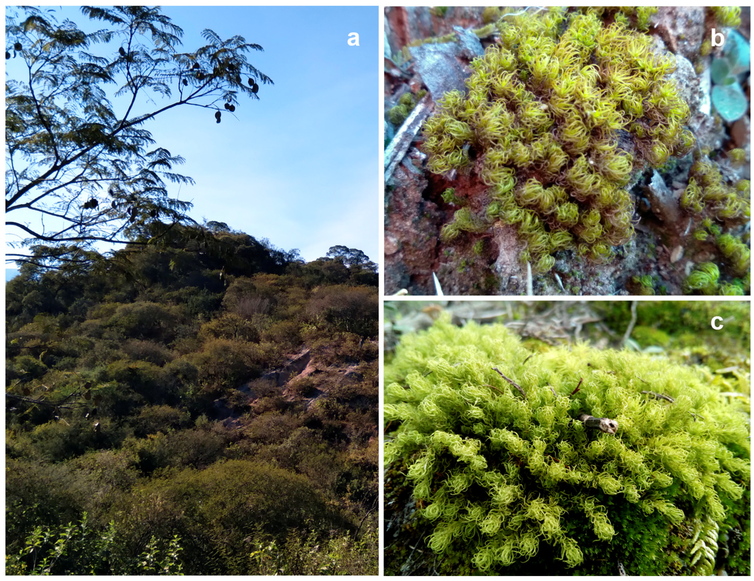 Plants 14 01048 g001