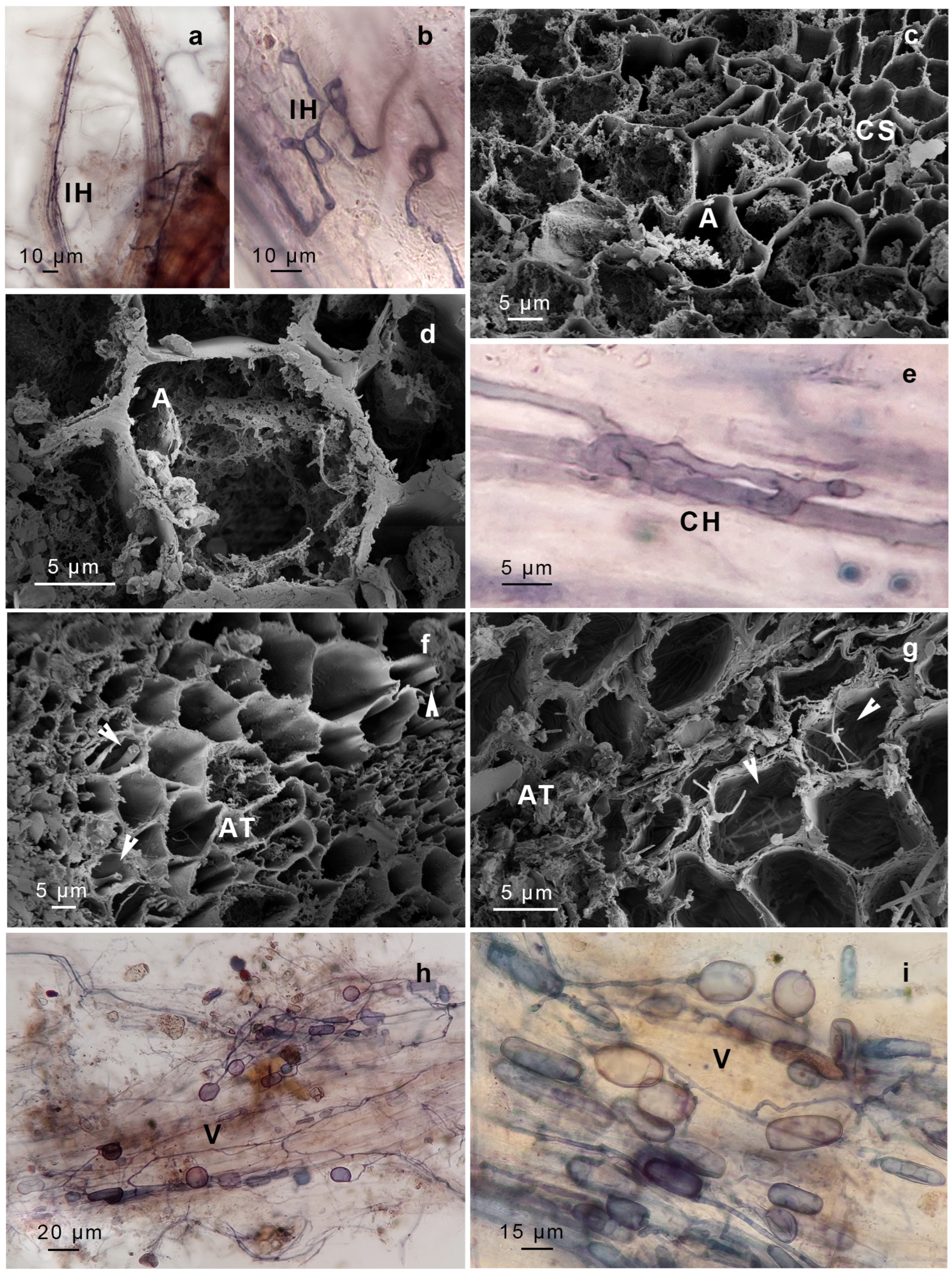 Plants 14 01048 g002