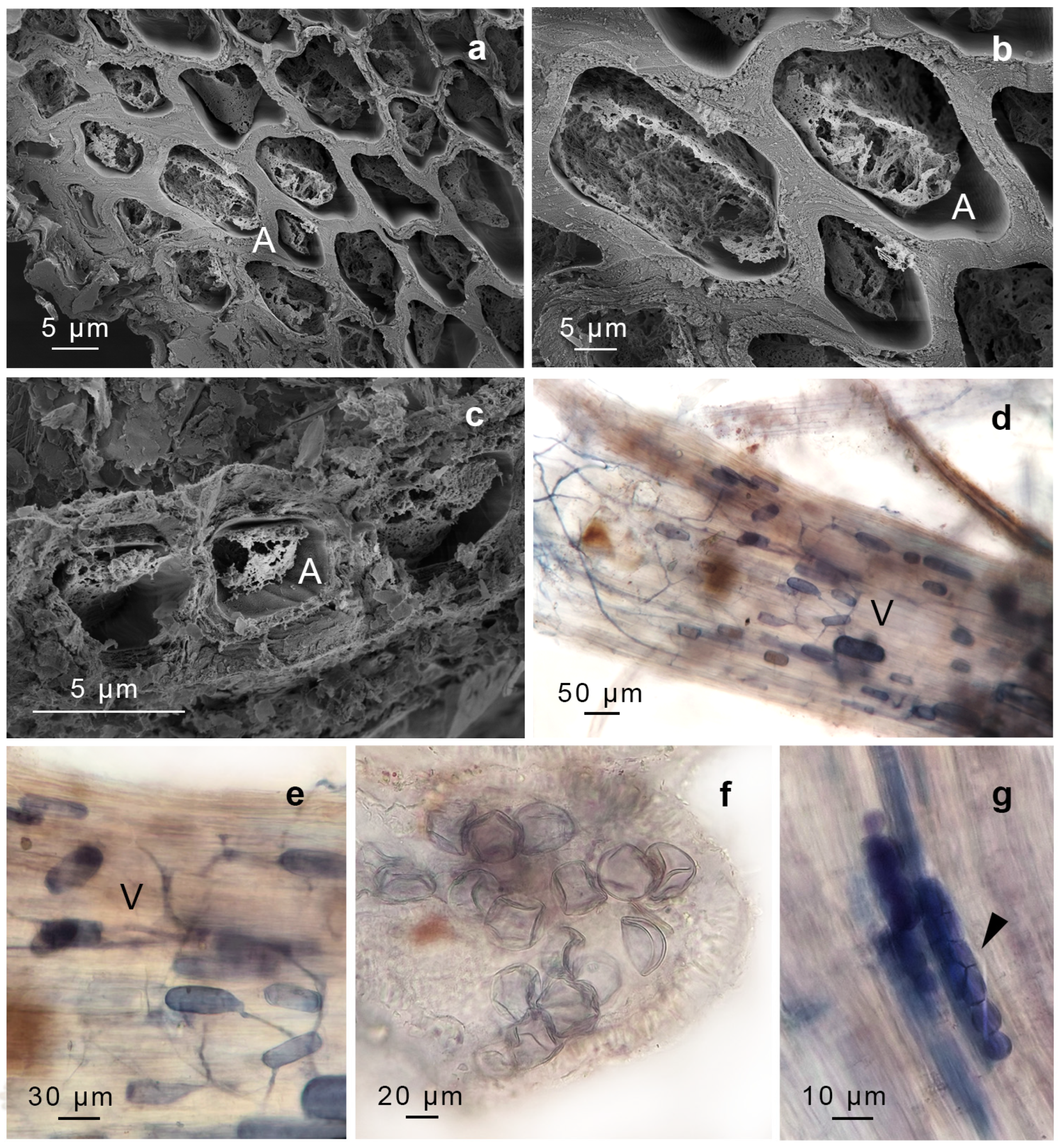 Plants 14 01048 g004