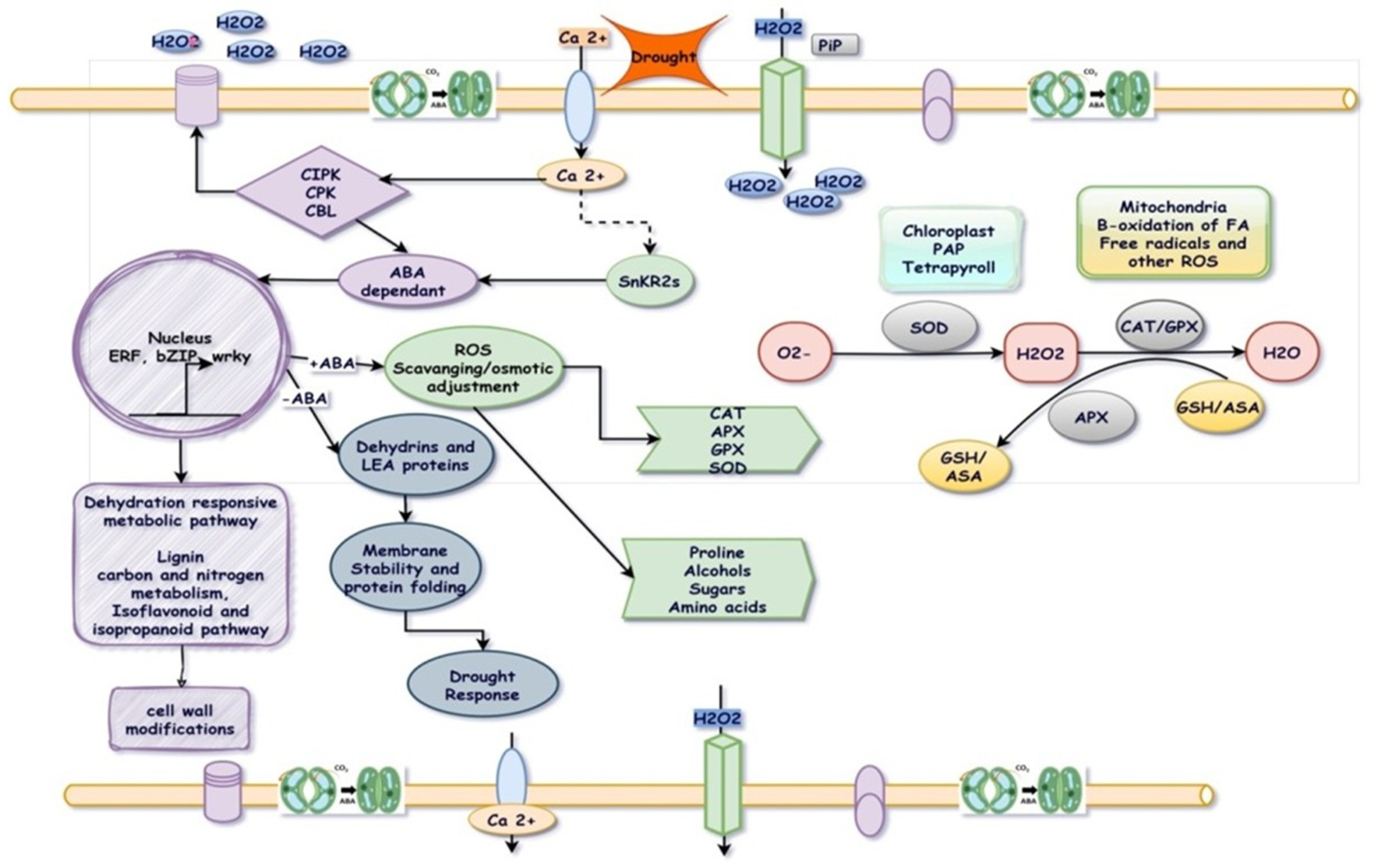 Plants 14 01053 g002