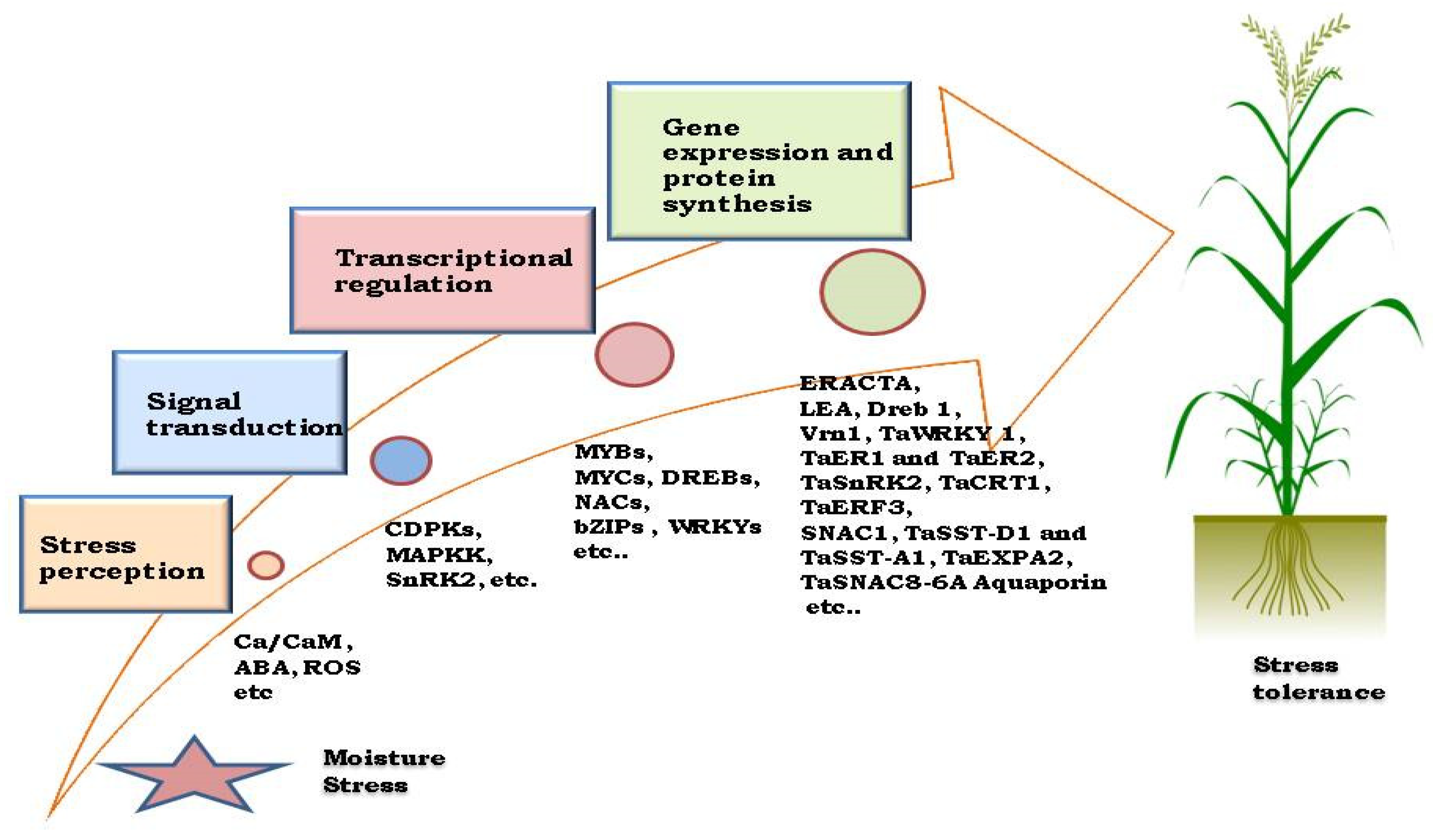 Plants 14 01053 g003