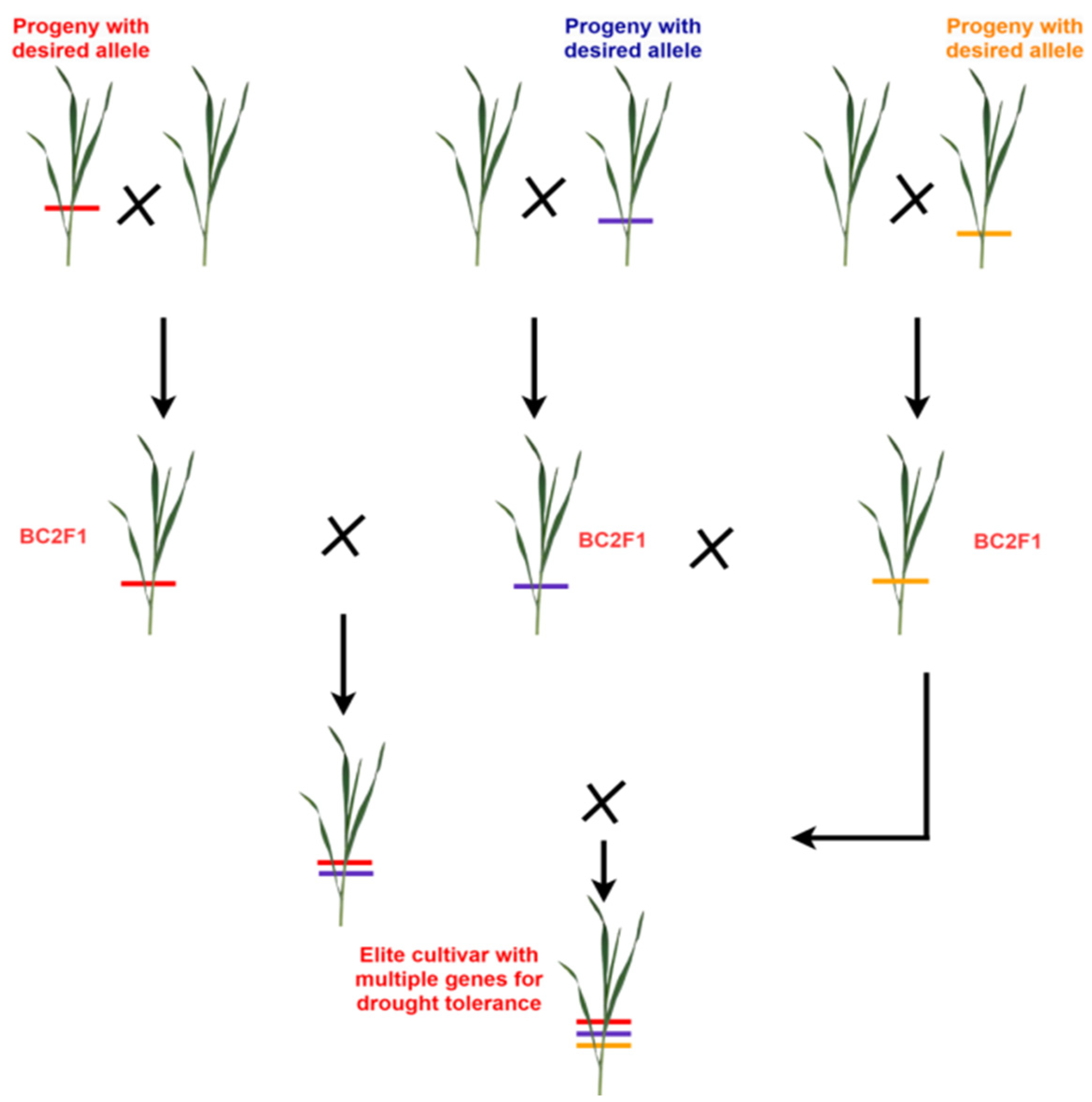 Plants 14 01053 g006