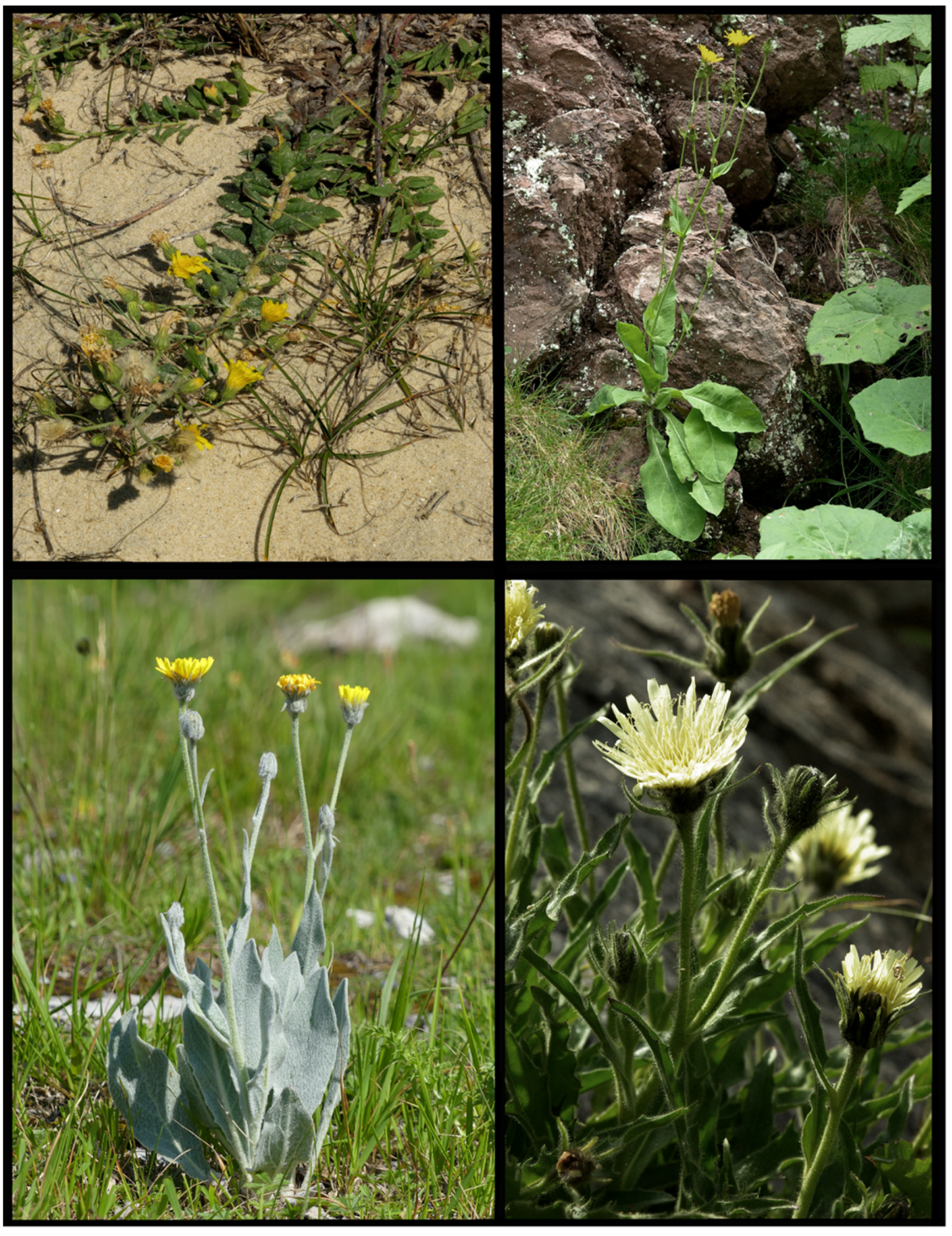 Plants 14 01057 g006 Plants 14 01057 g006