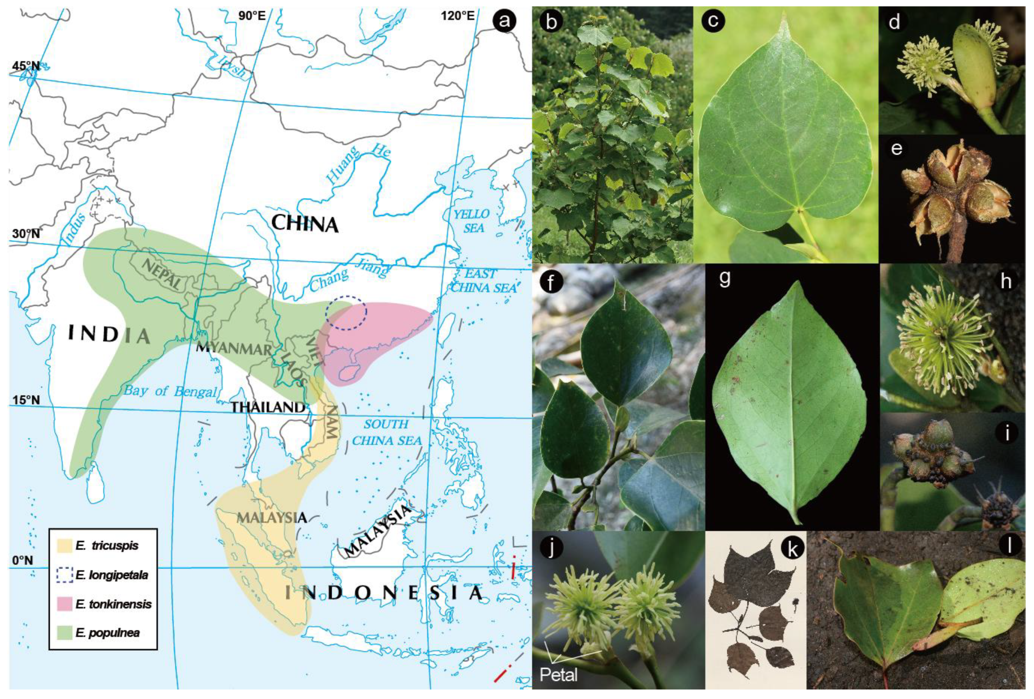 Plants 14 01061 g001