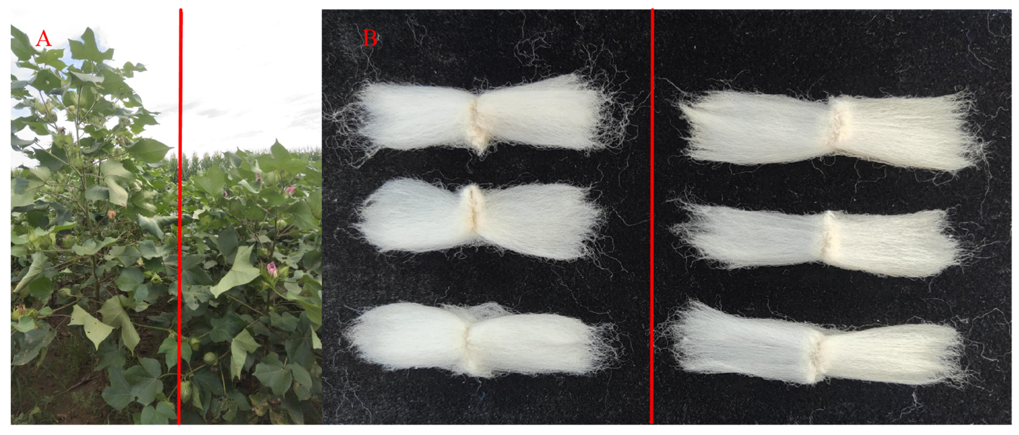 Plants 14 01063 g003