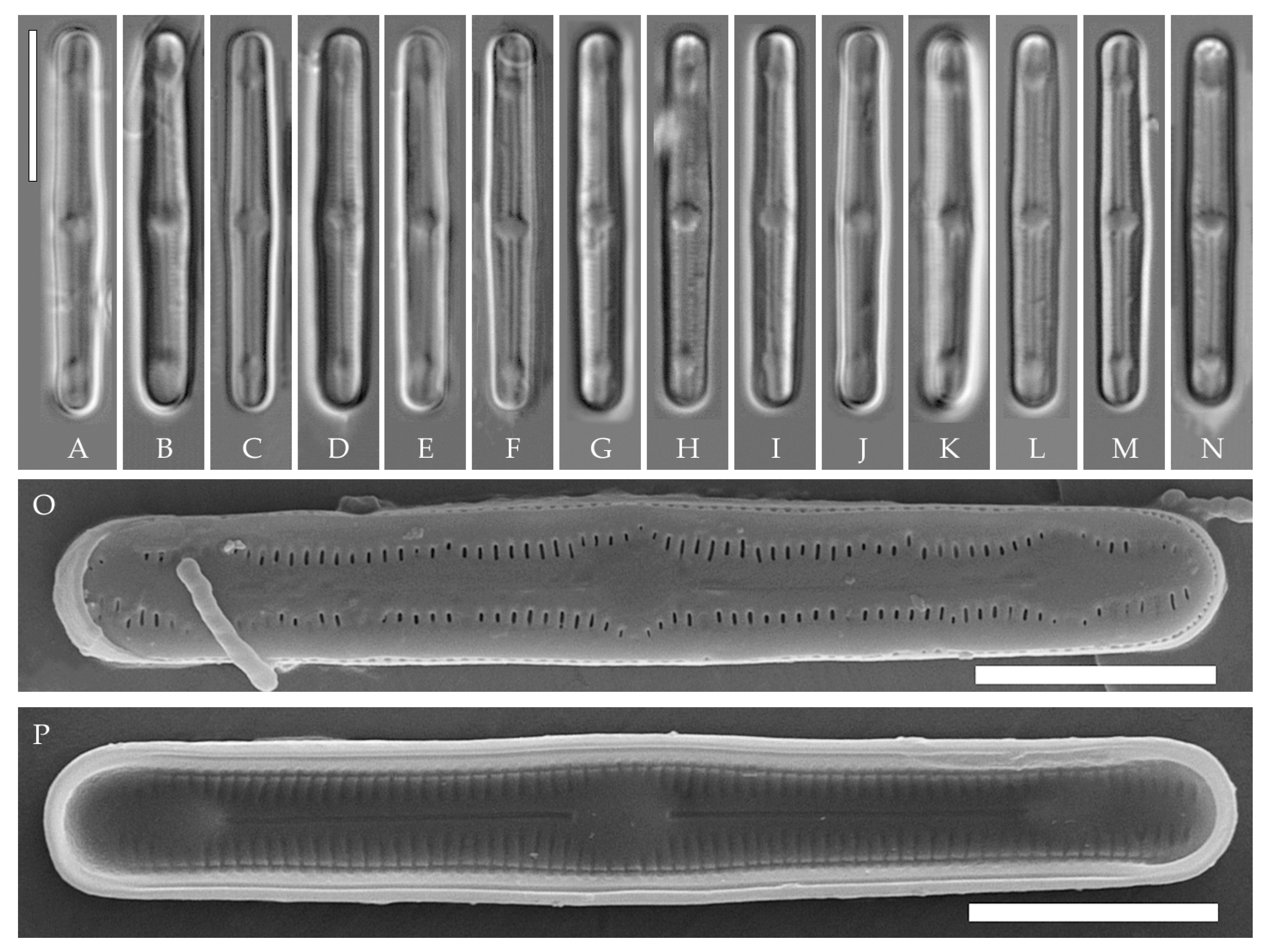 Plants 14 01069 g002