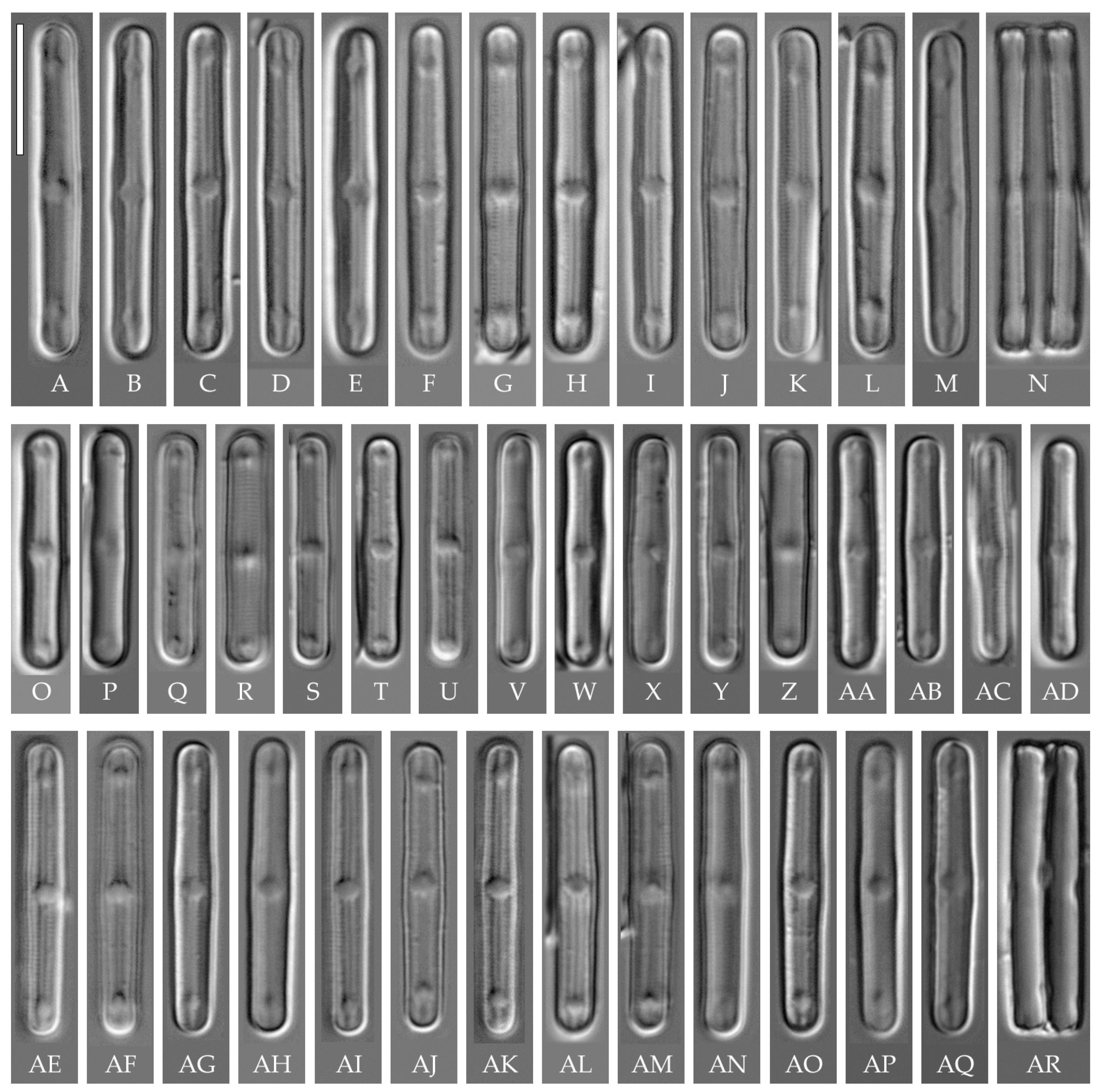 Plants 14 01069 g003