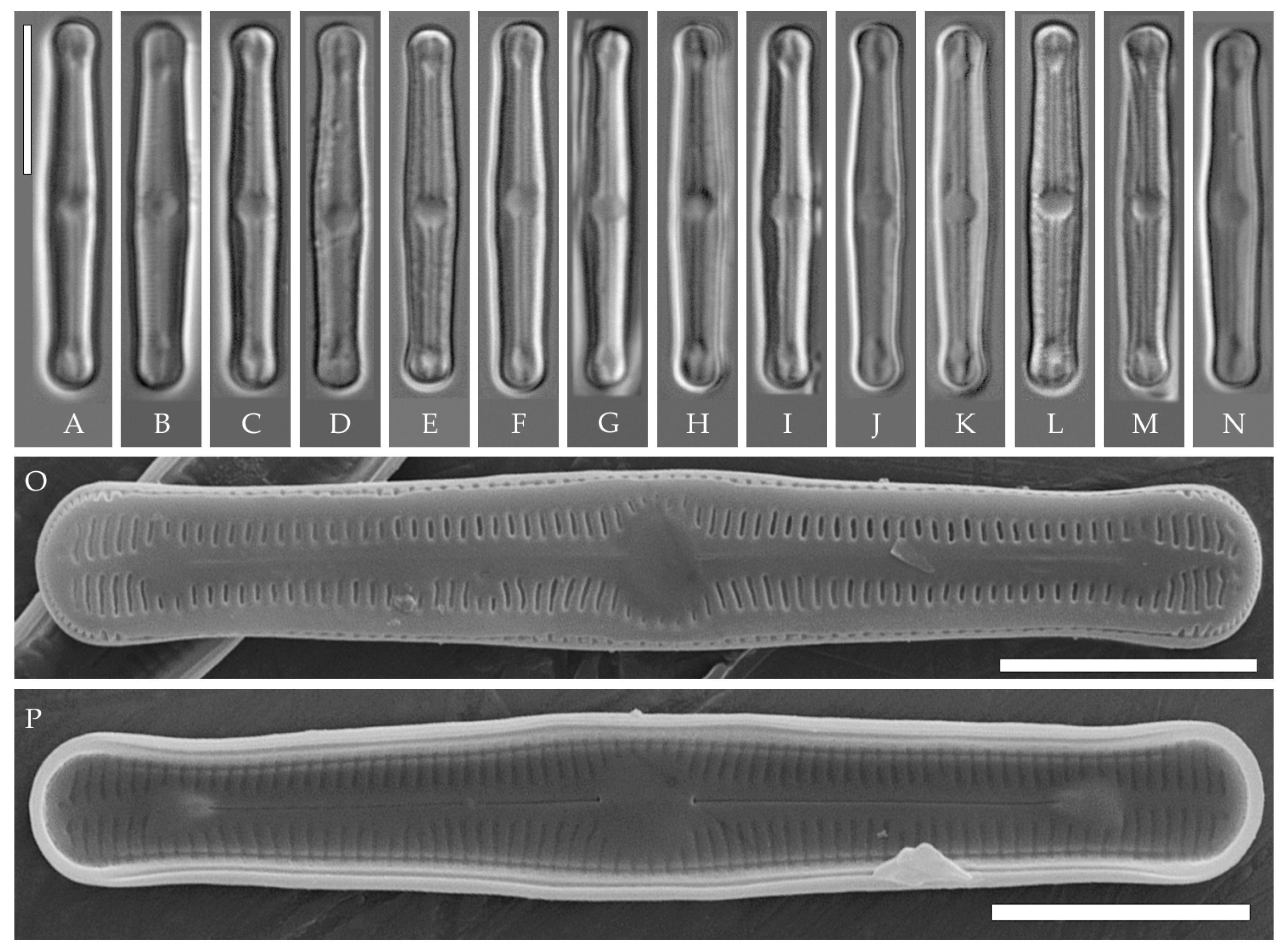 Plants 14 01069 g005