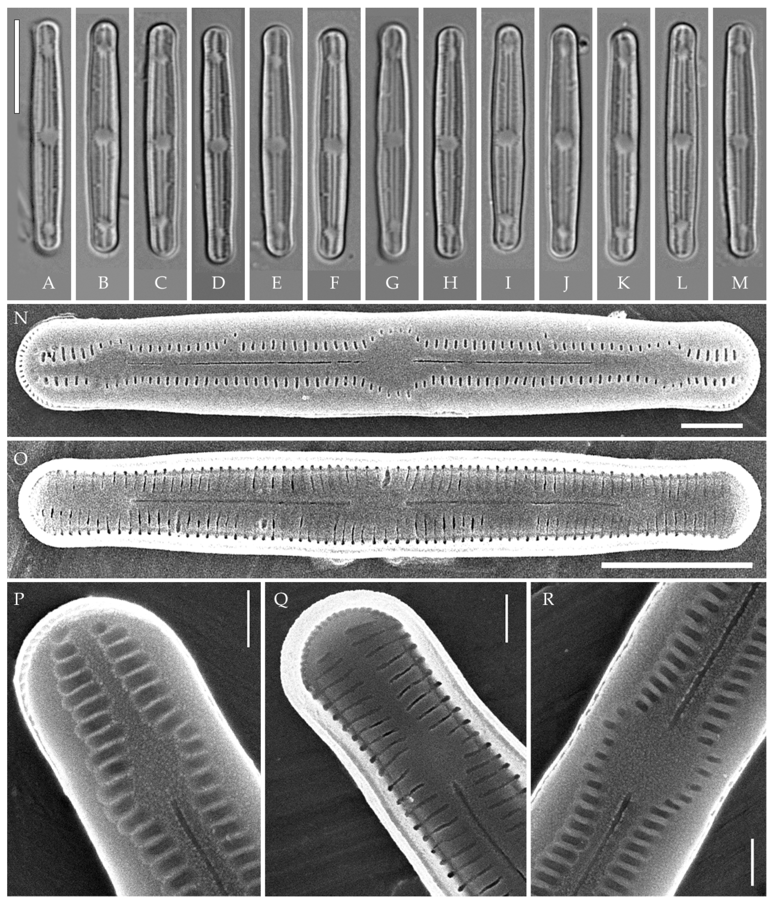 Plants 14 01069 g006