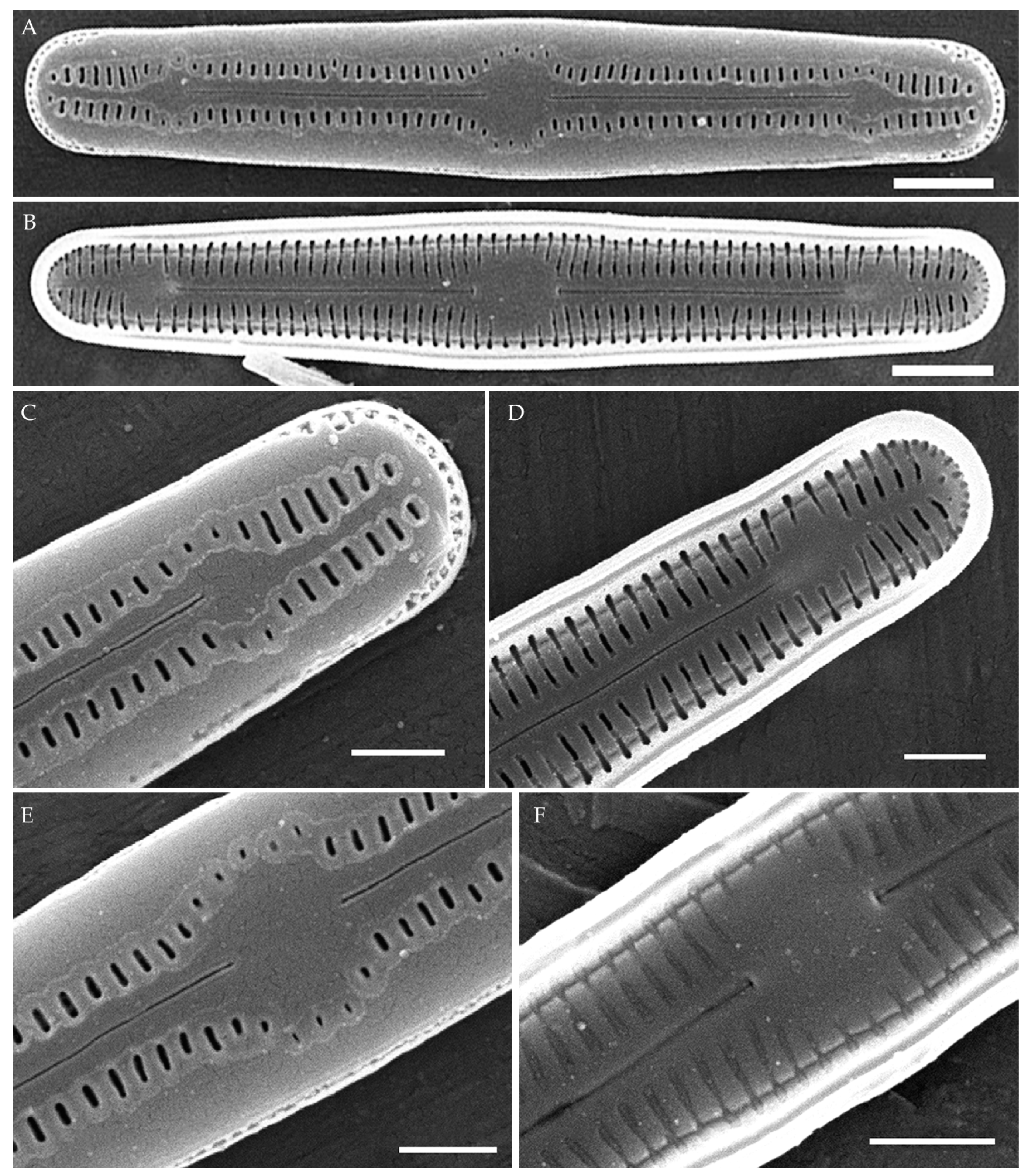 Plants 14 01069 g009